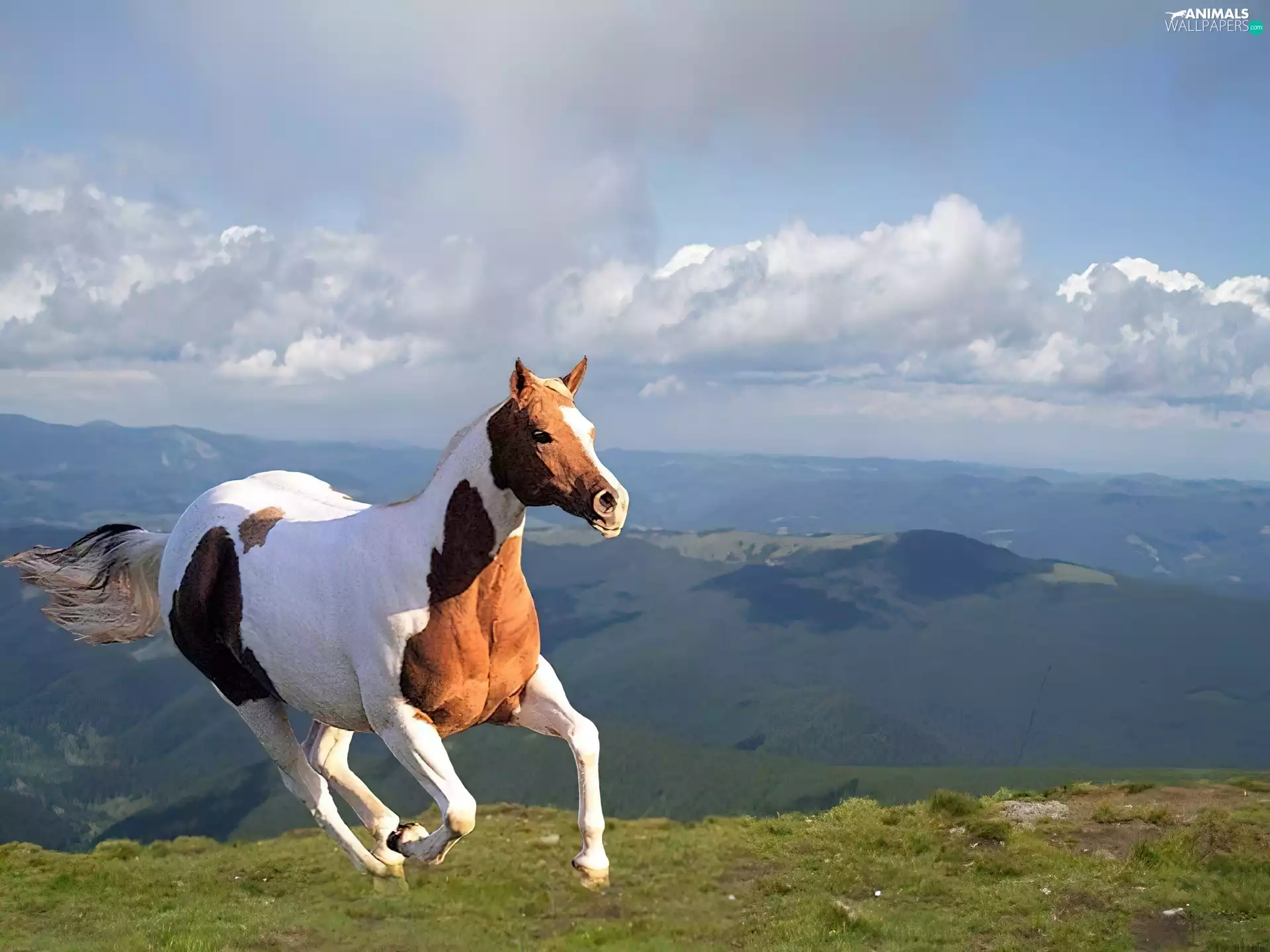 Mountains, gallop, Horse