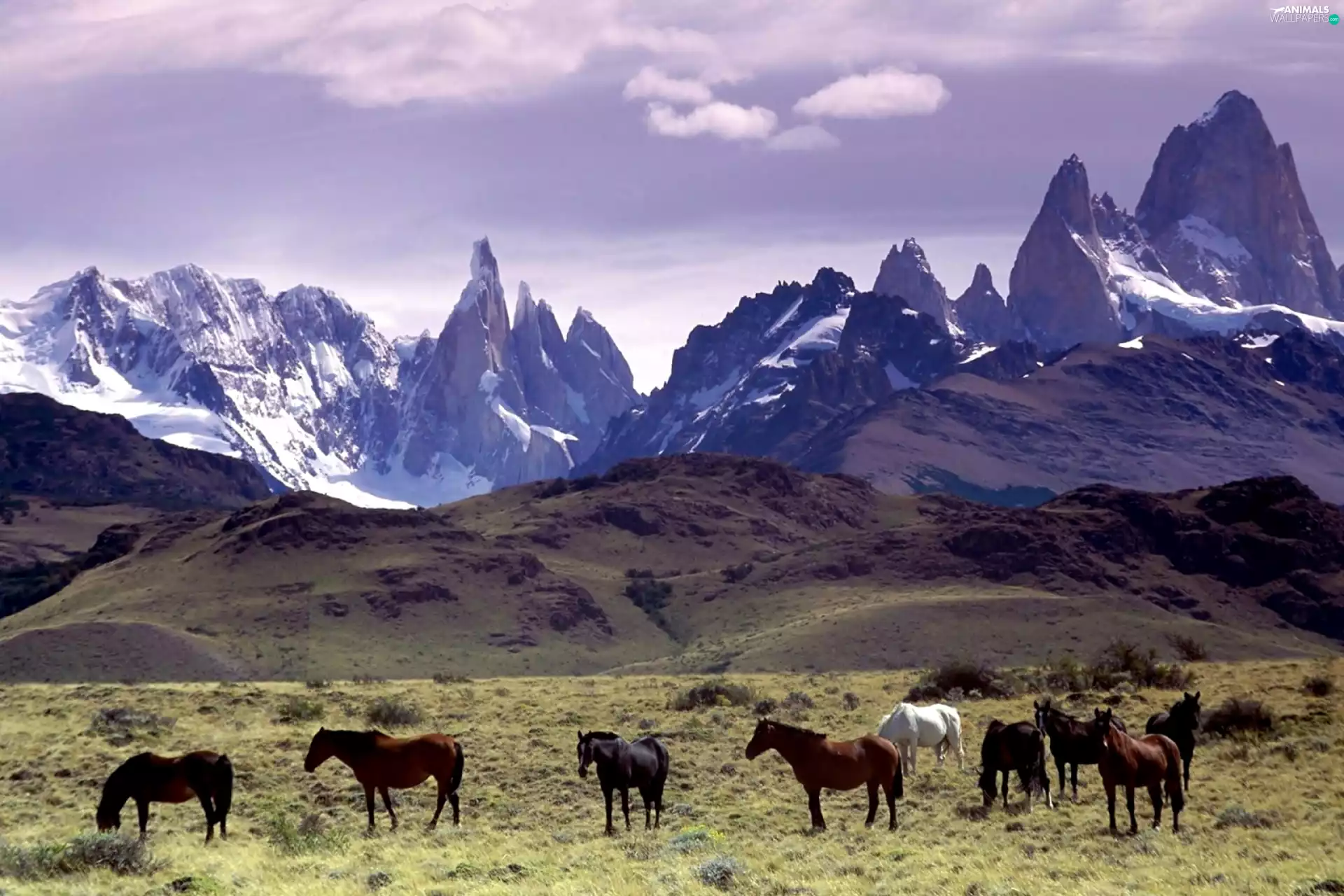 Mountains, herd, horses