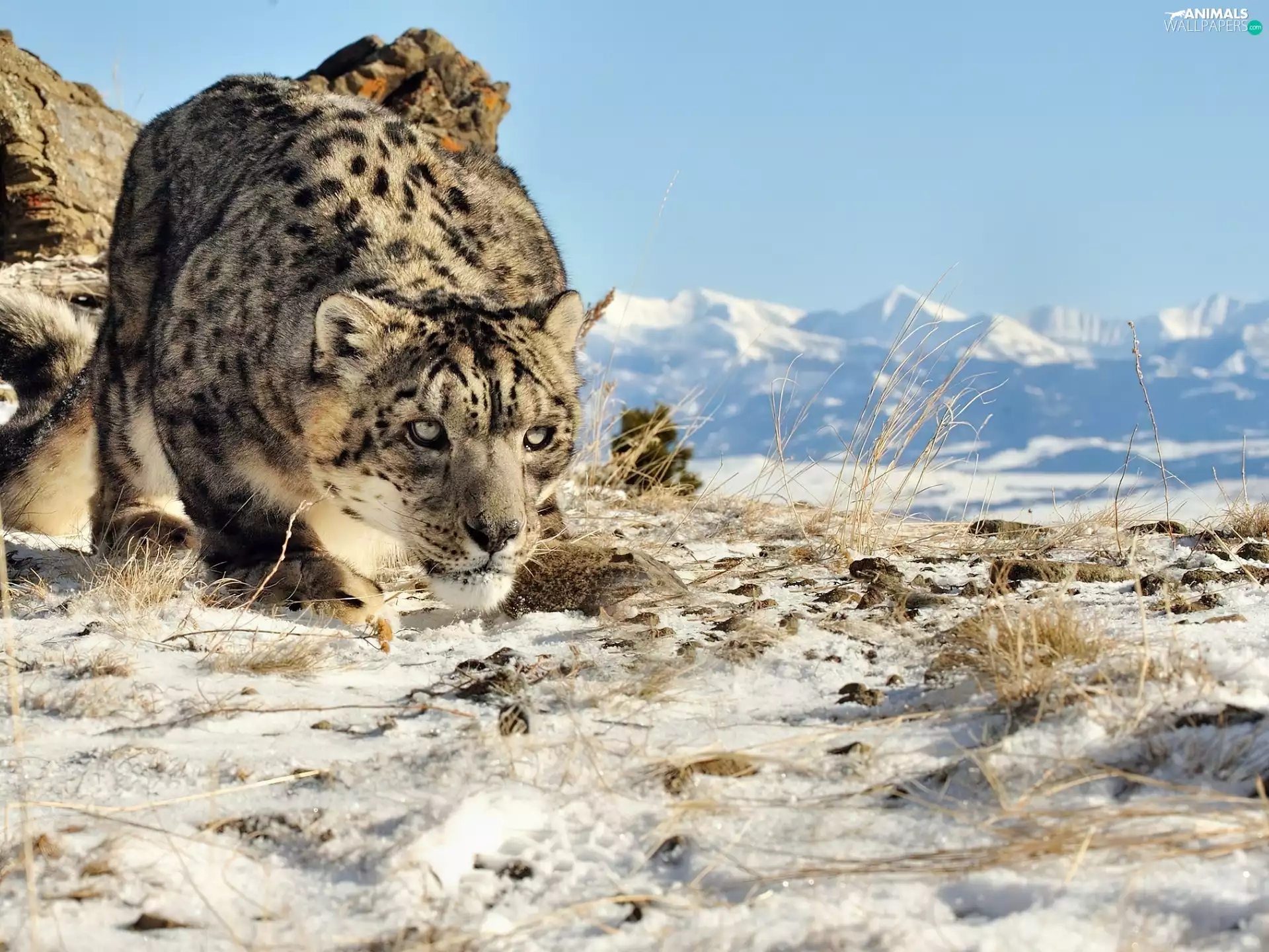 hunting, Snow leopard, Mountains