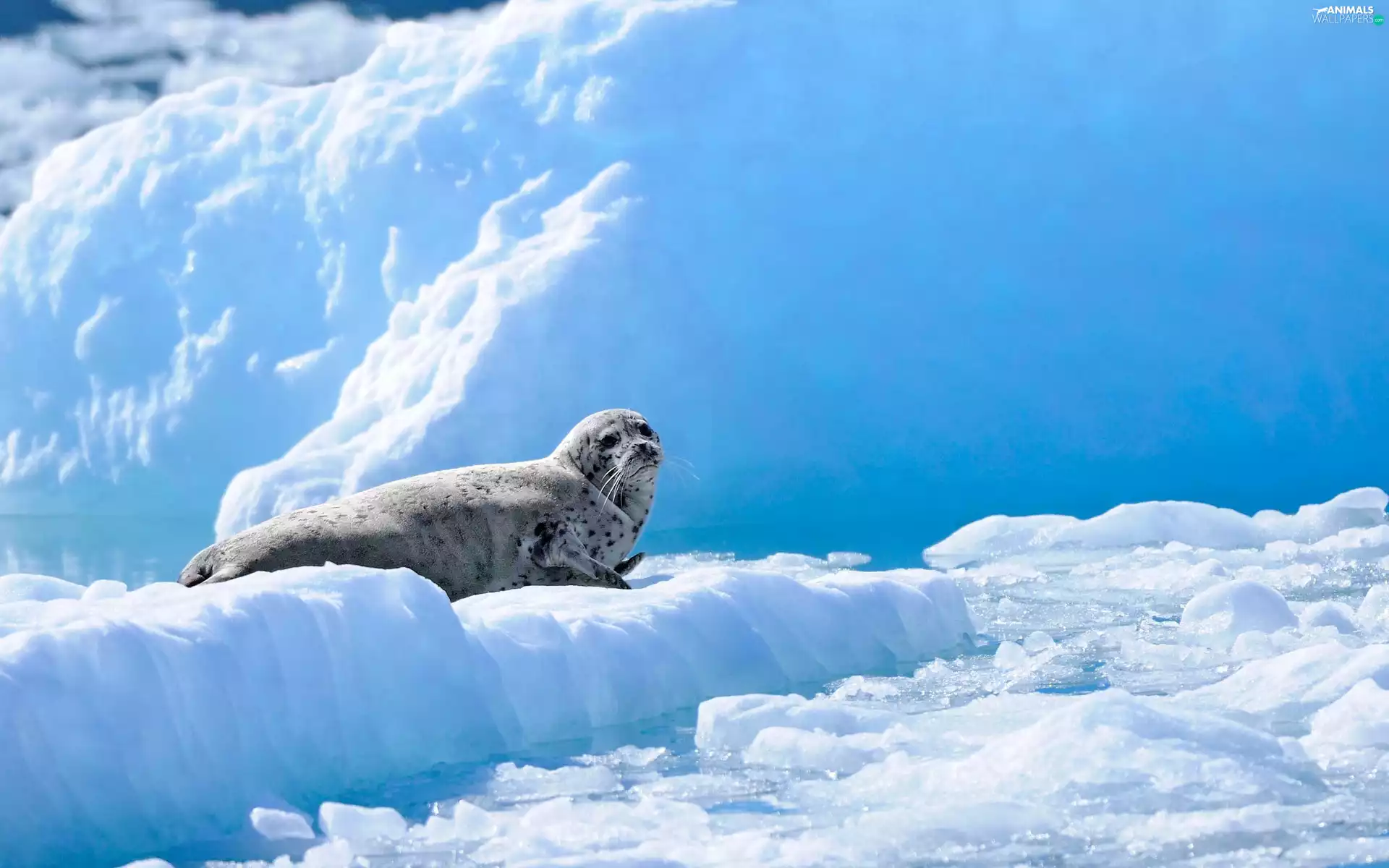 Mountains, seal, ice