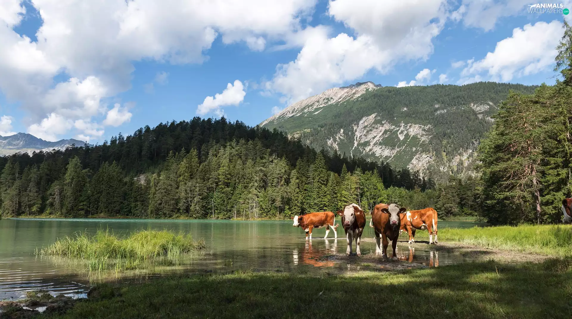 Mountains, Cows, lake