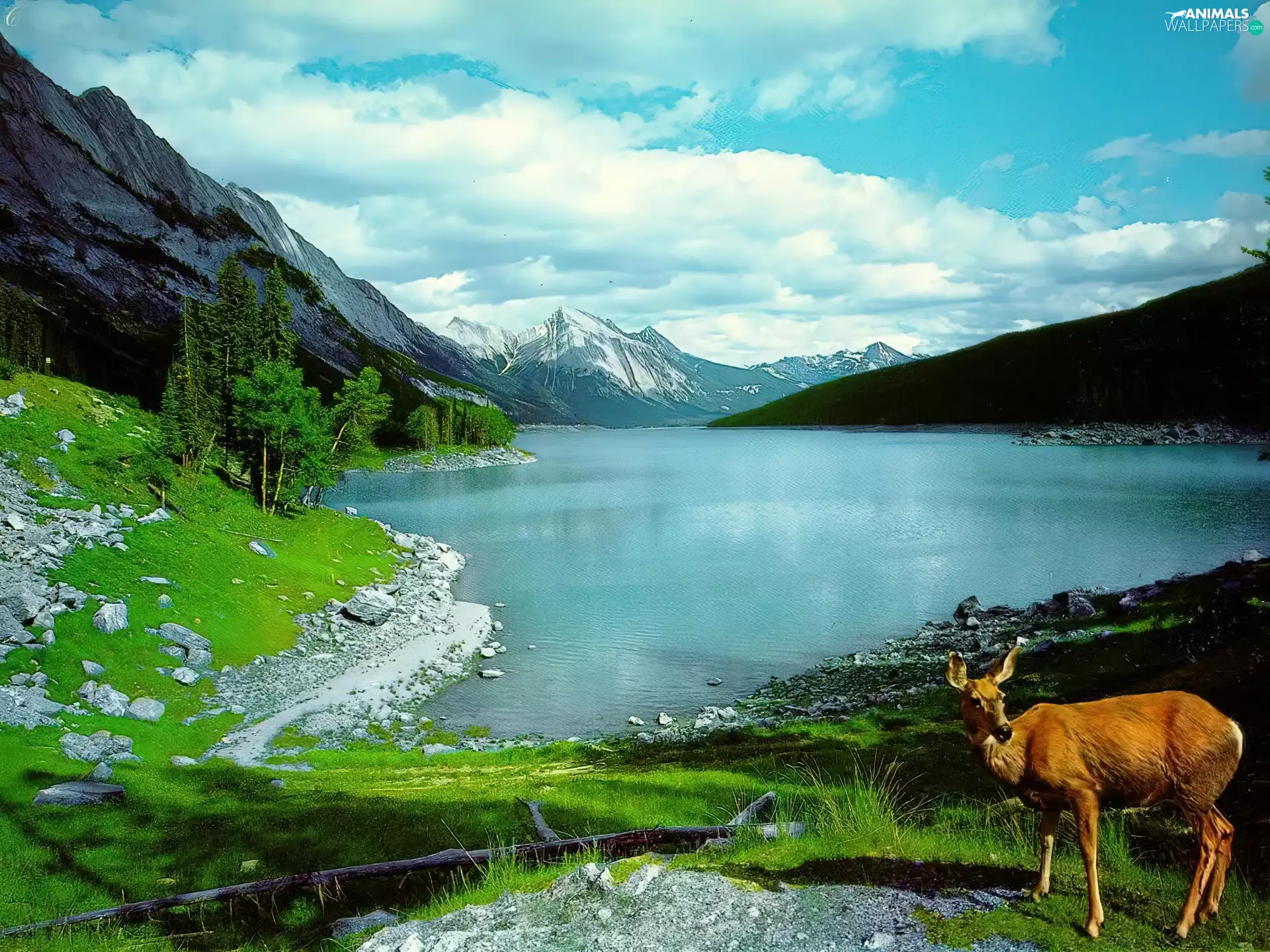 Mountains, deer, lake