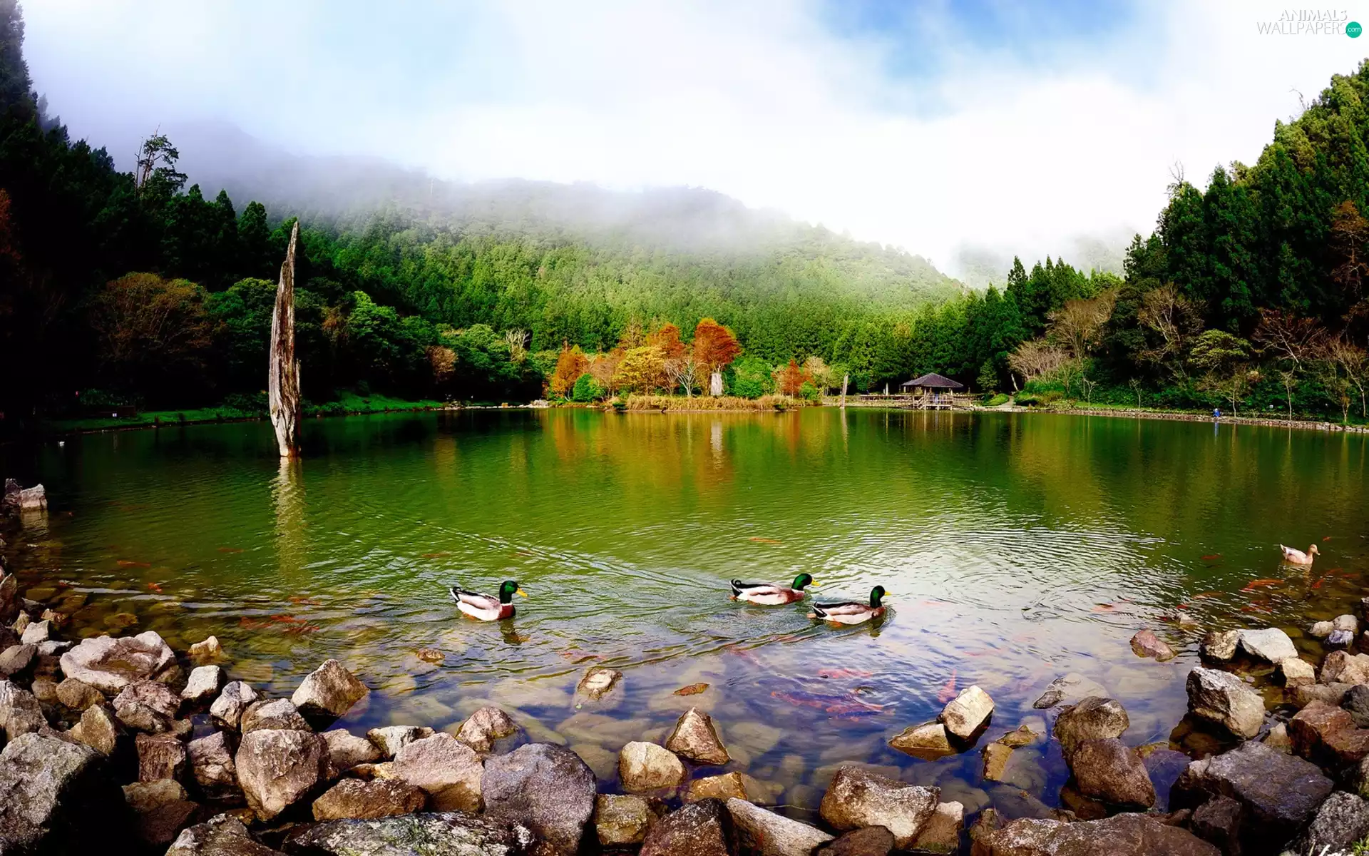 lake, woods, ducks, Mountains