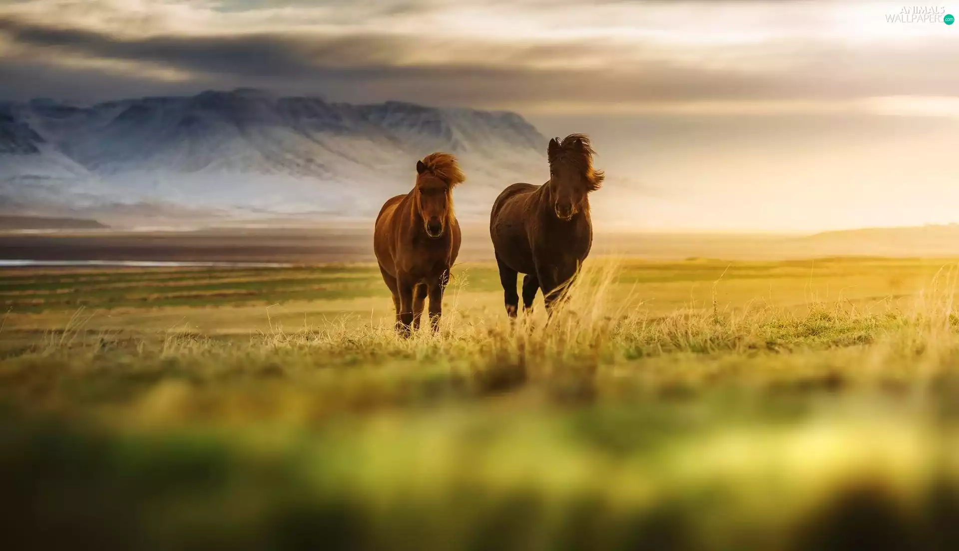 Mountains, bloodstock, Meadow