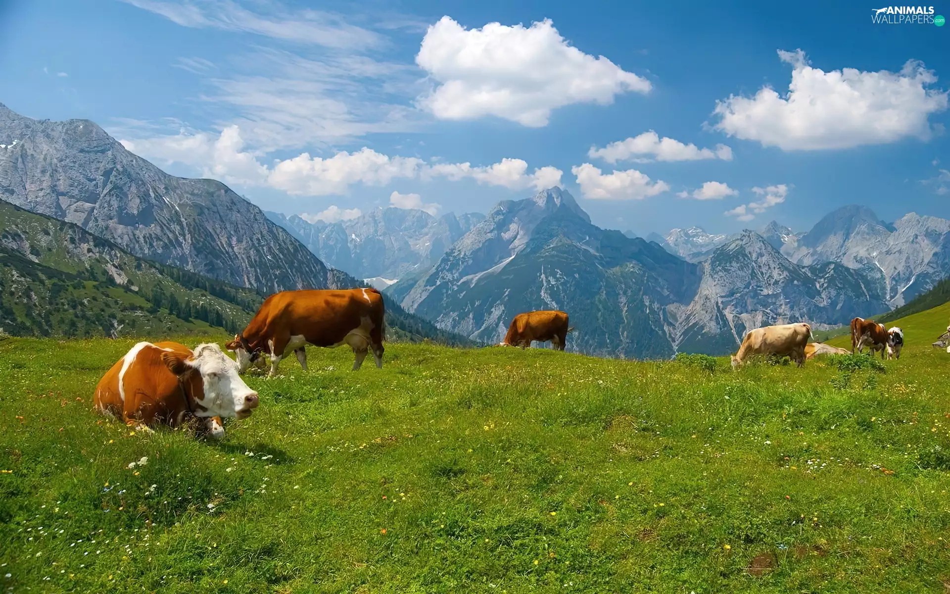 Mountains, Cows, Meadow