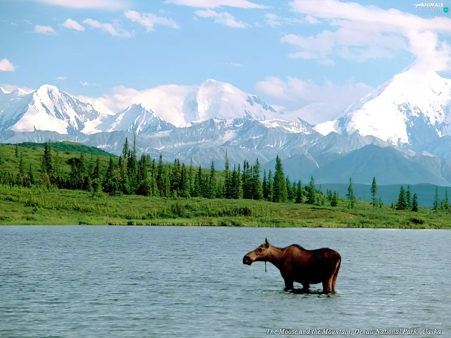 mountains, moose