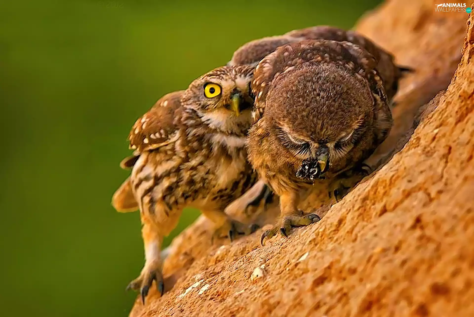 Owls, slope, feeding, mountains