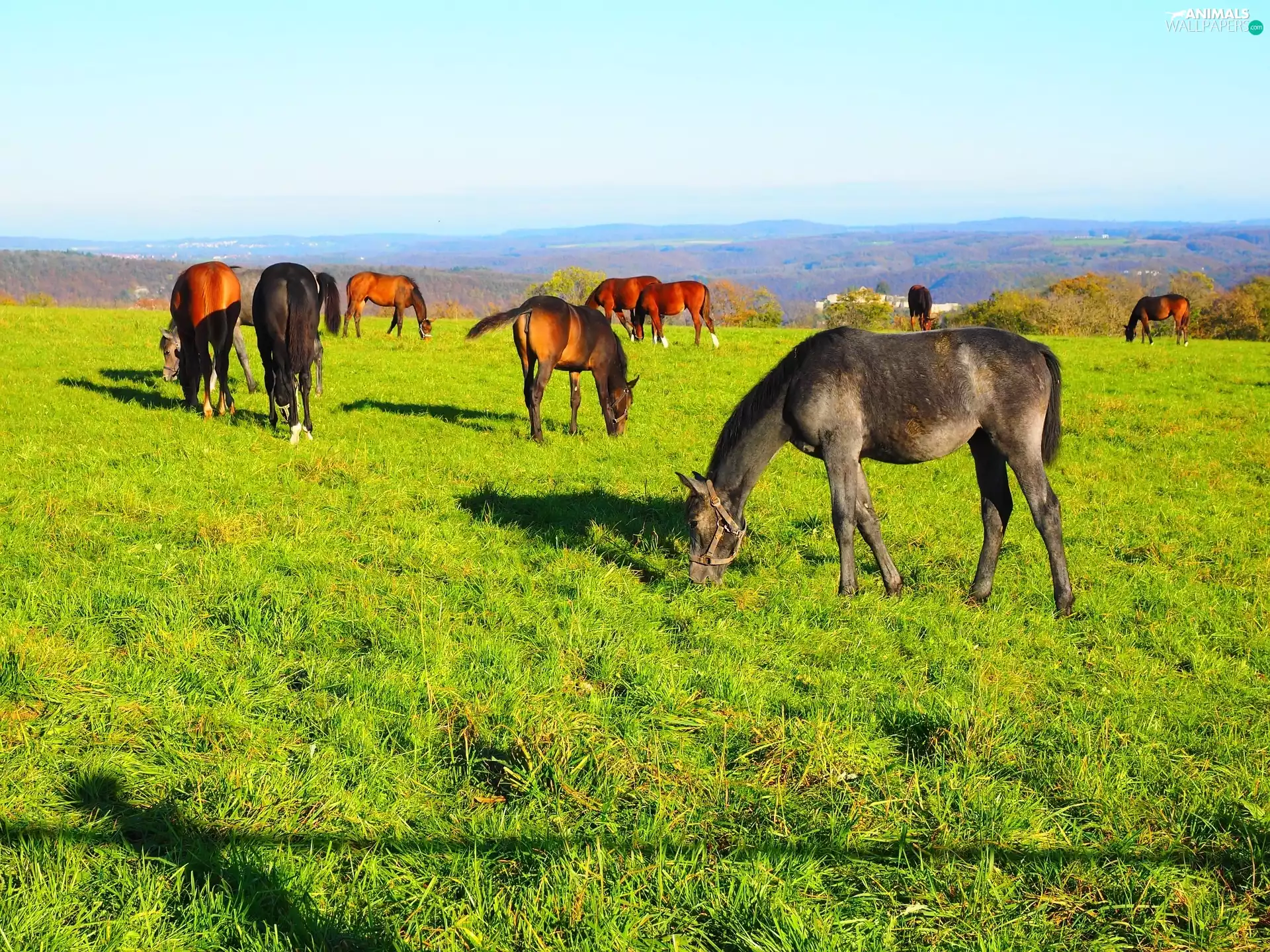 Mountains, bloodstock, pasture