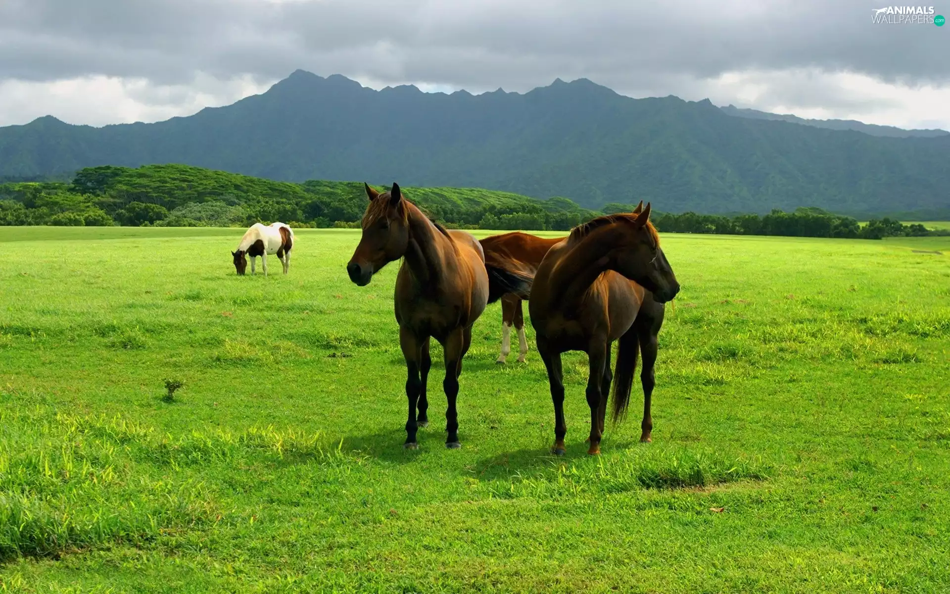 Mountains, bloodstock, pasture