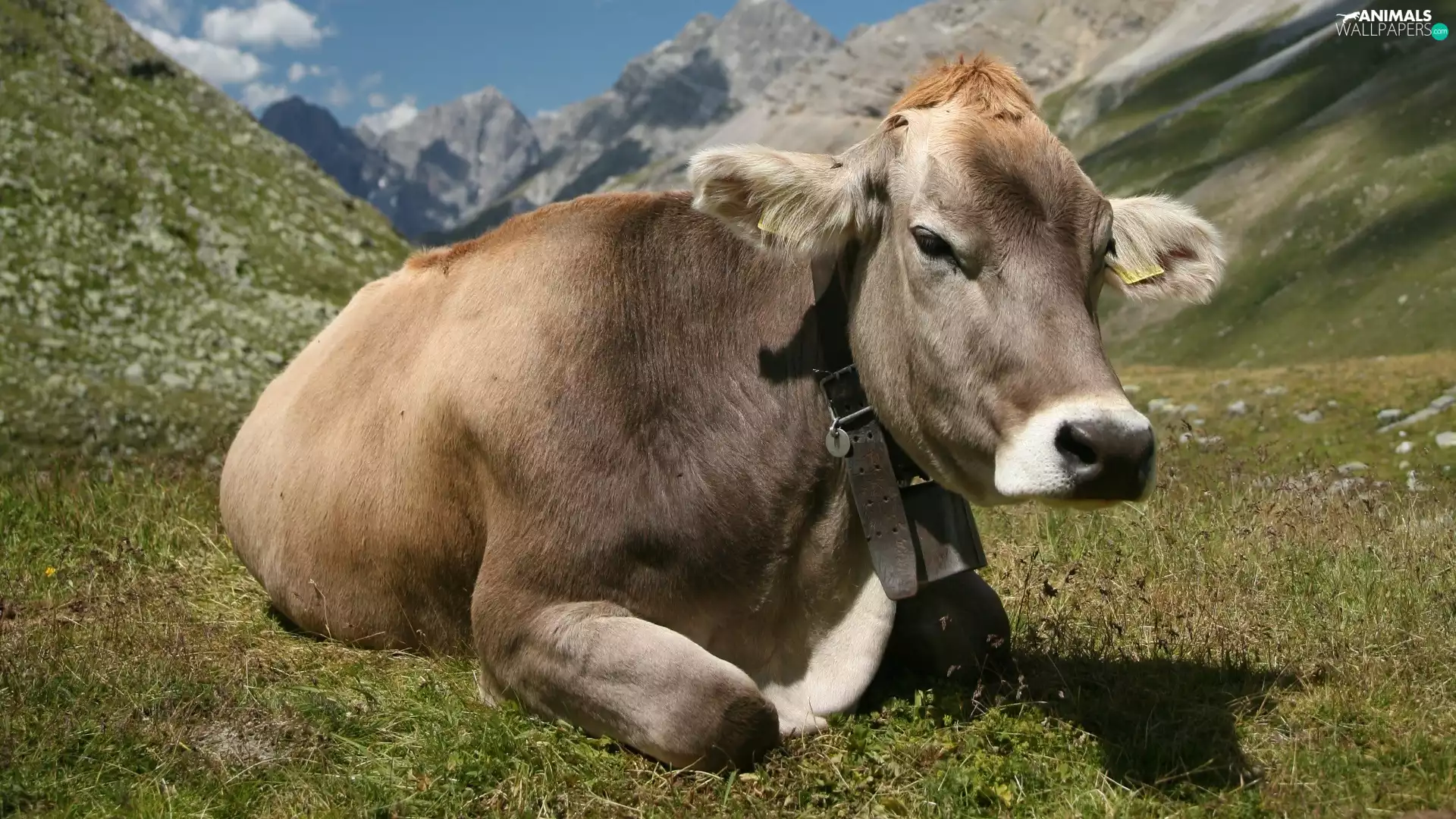 Mountains, Cow, pasture