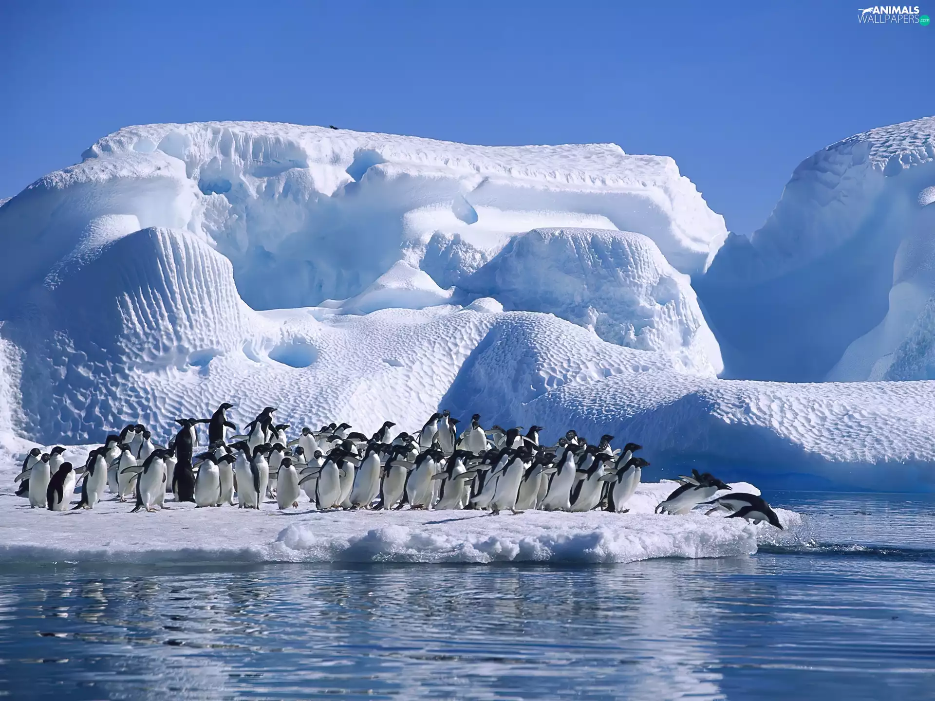 penguin, Ice, Ocean, mountains