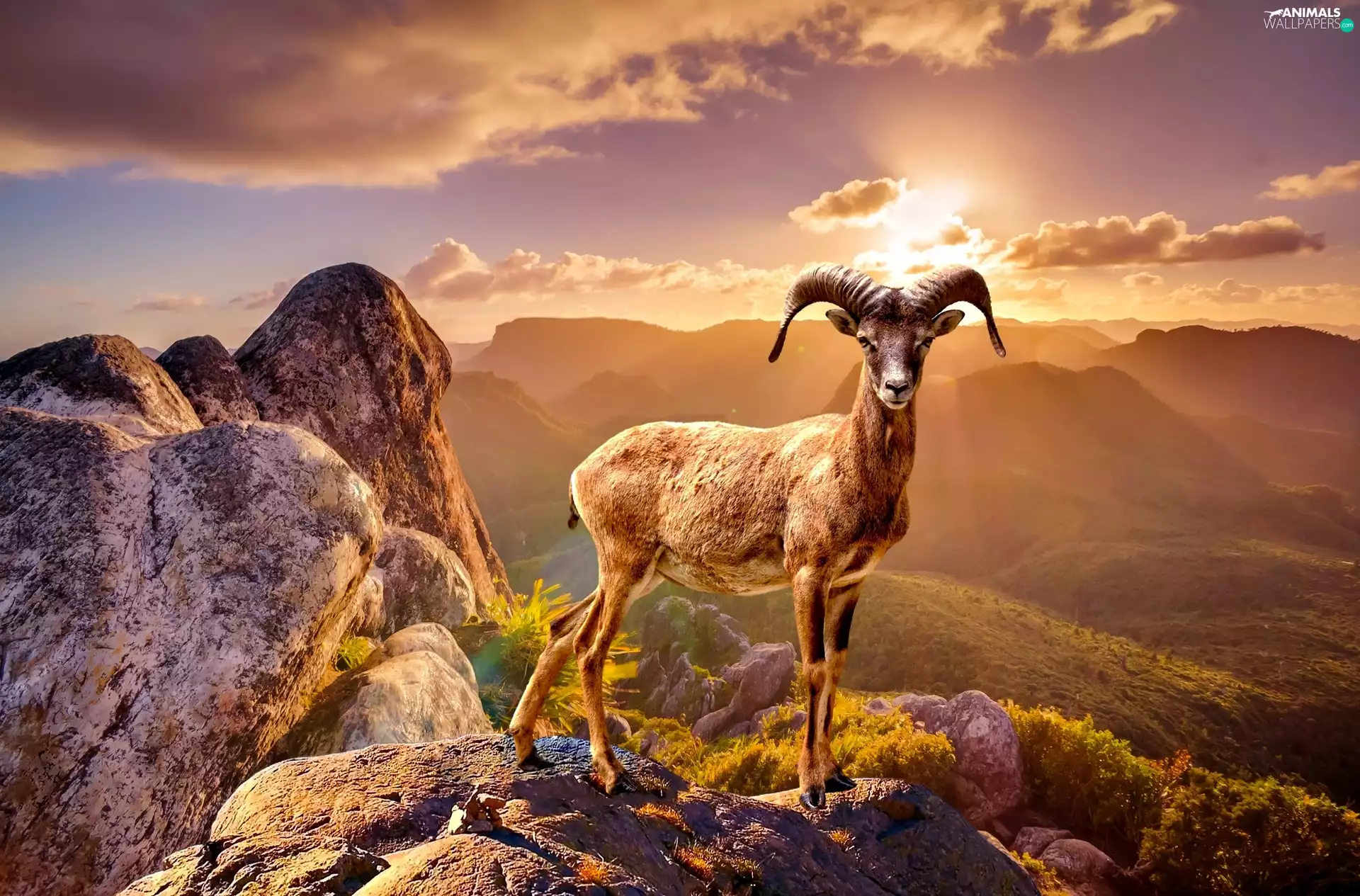 mouflon, Mountains, rocks, Great Sunsets
