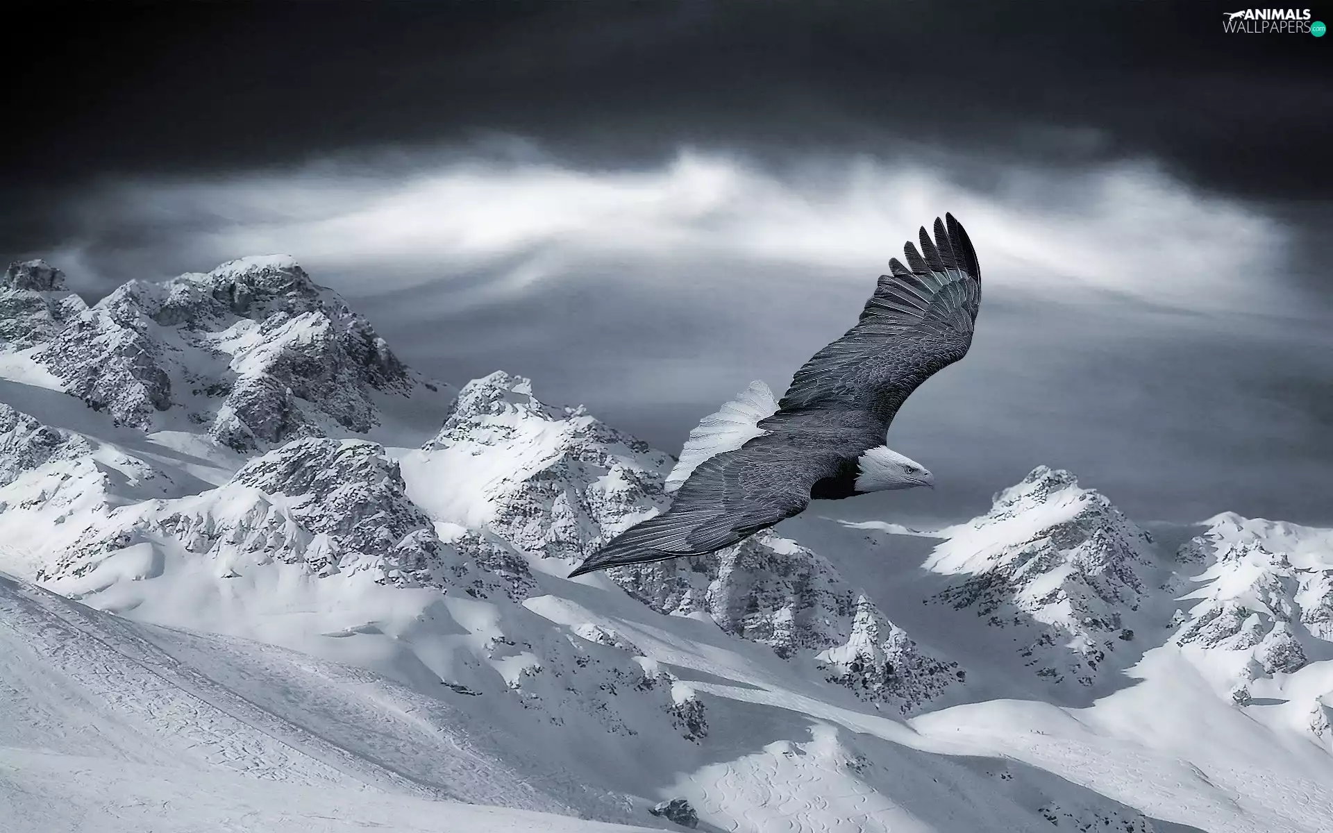Mountains, eagle, snow