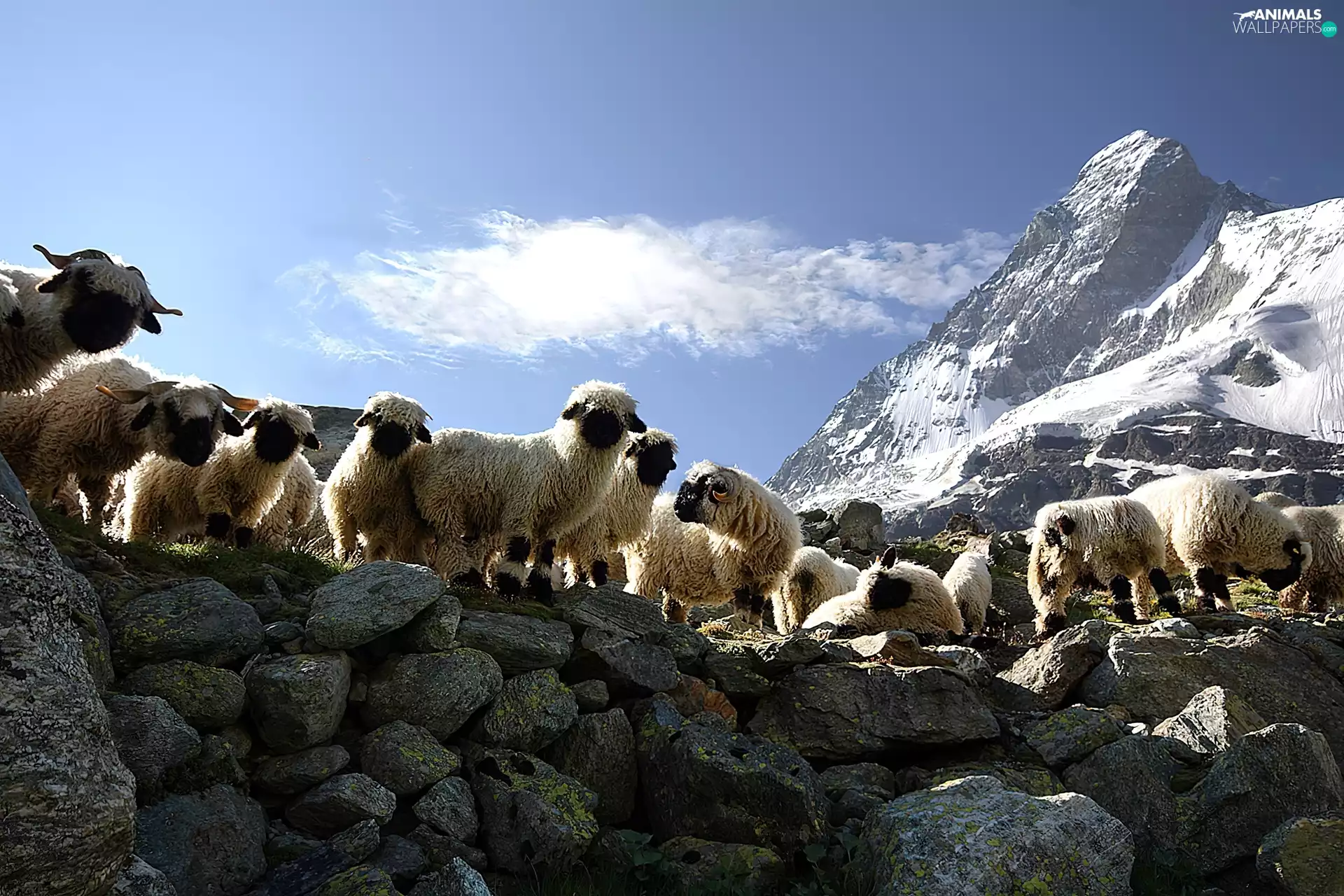 Mountains, Sheep, Stones