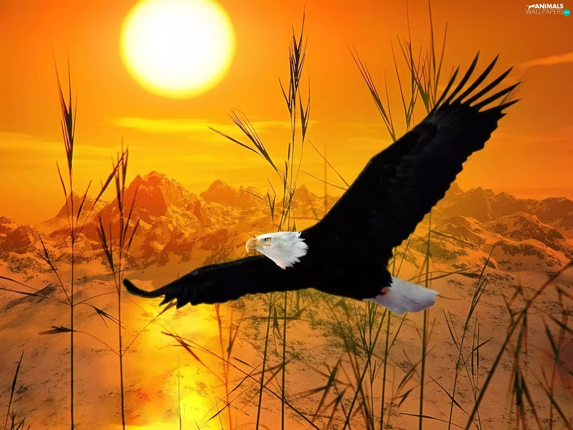 sun, Bald Eagle Mountains