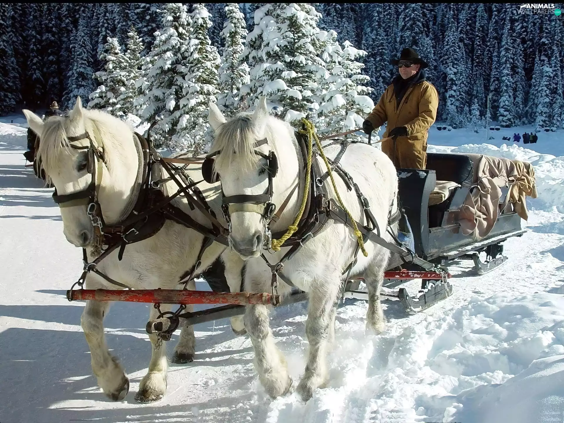 team, snow, driver, mounted