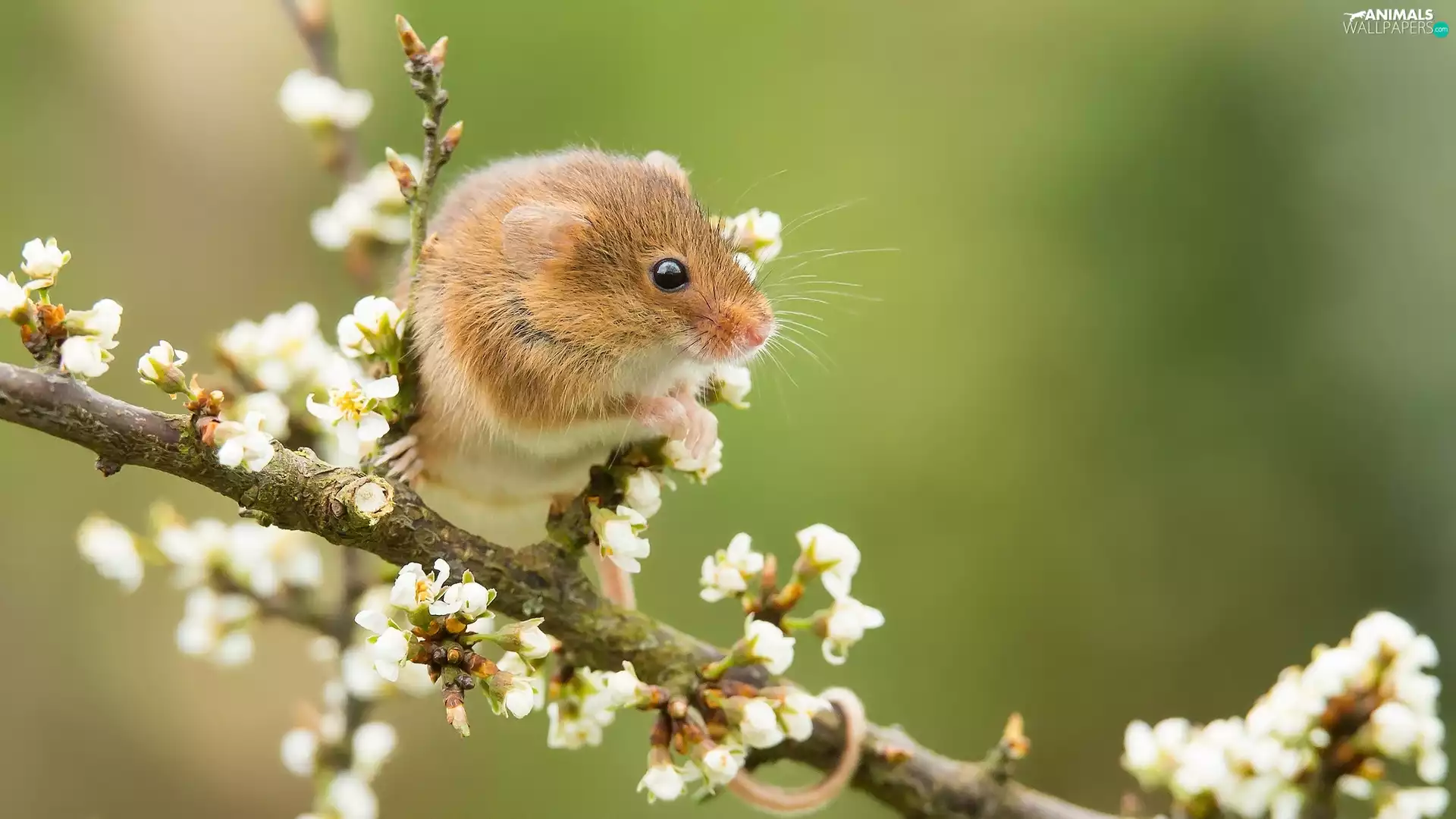 branch, mouse, Harvest Mouse