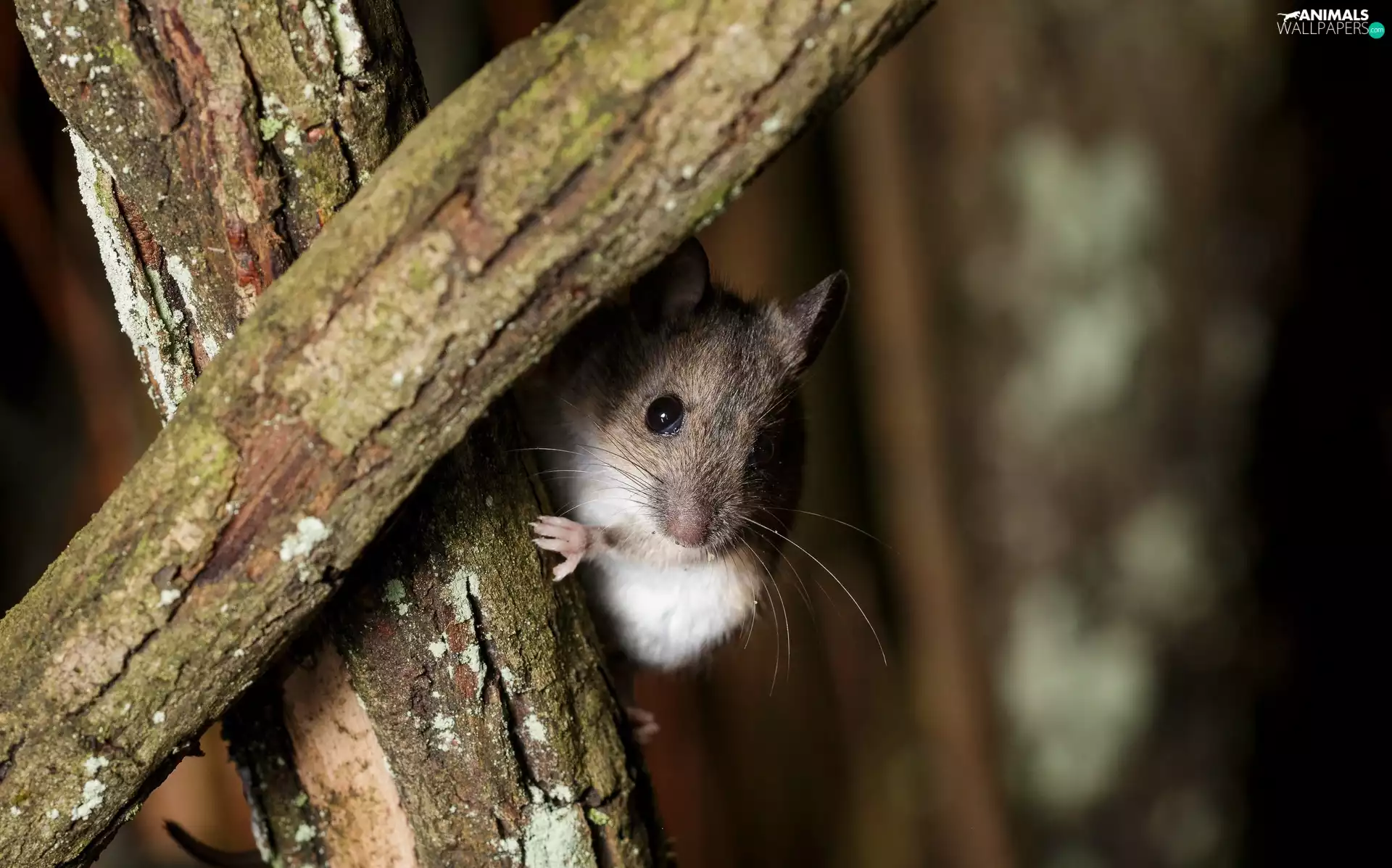 branches, mouse, Wood Mouse