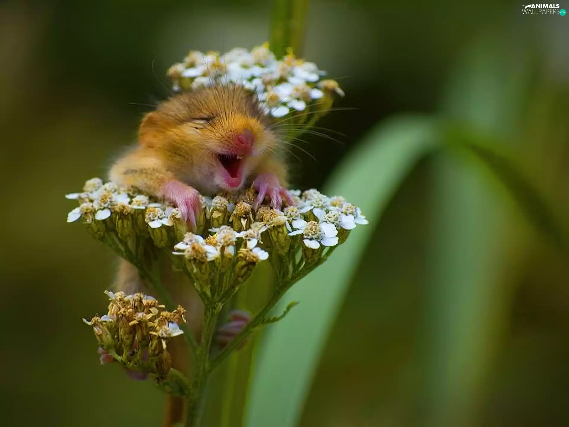 Colourfull Flowers, satisfied, mouse