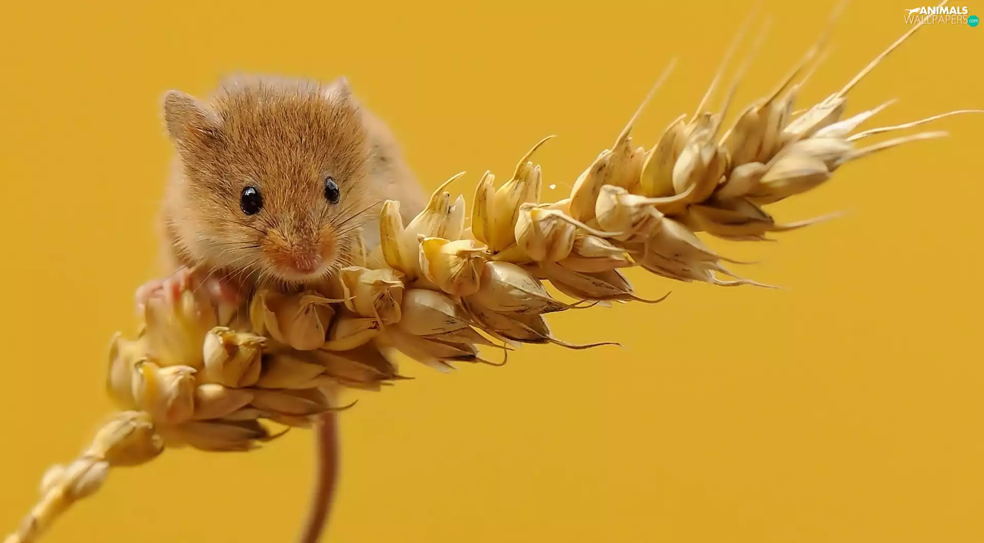 mouse, corn