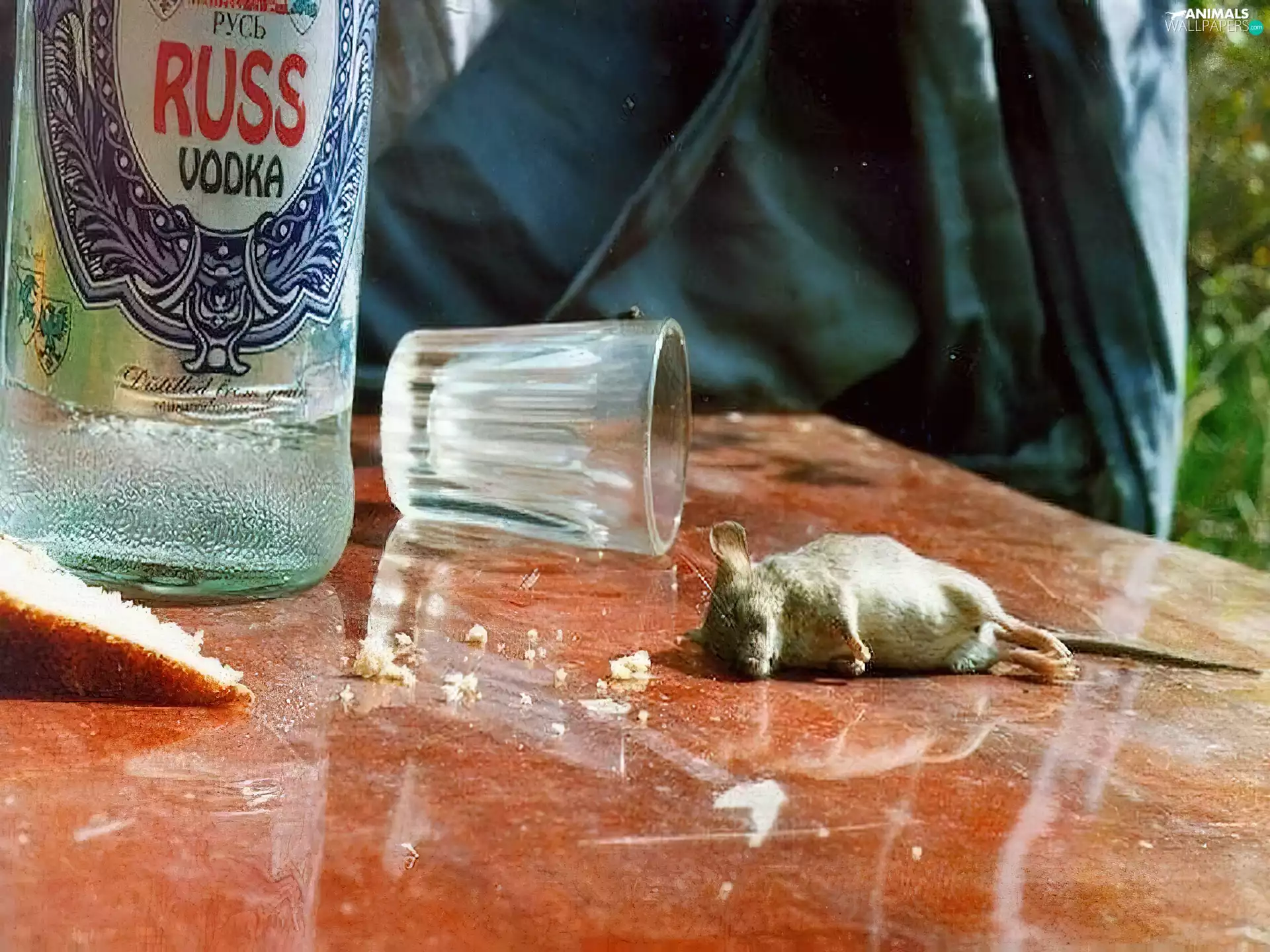 drunk, Bottle, vodka, mouse