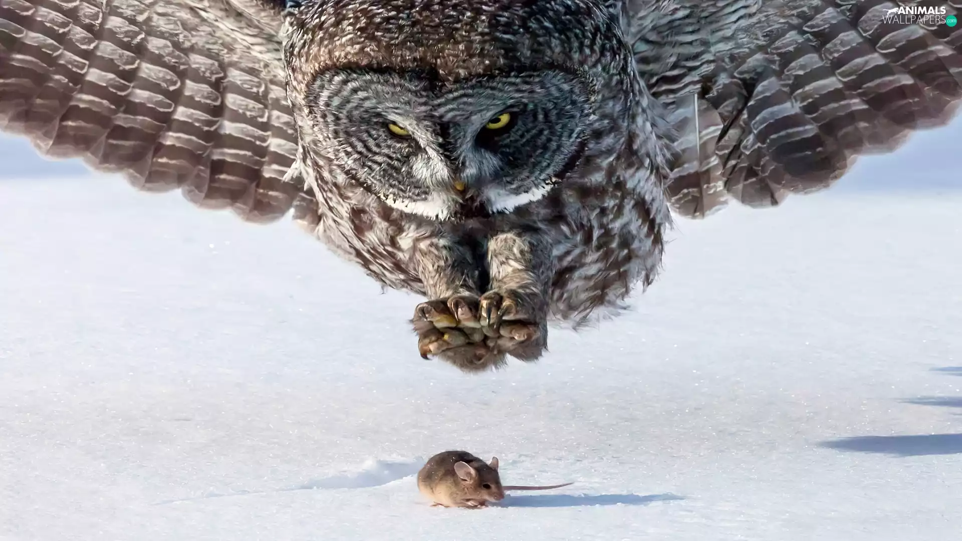 mouse, owl, hunting