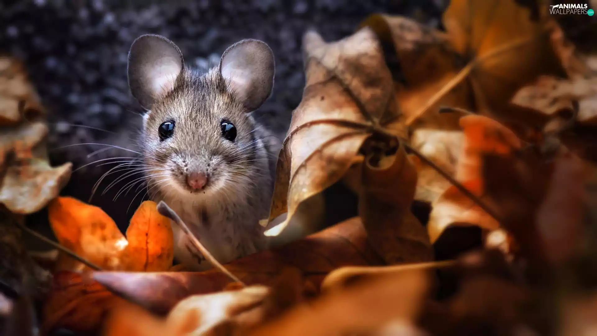 mouse, Leaf