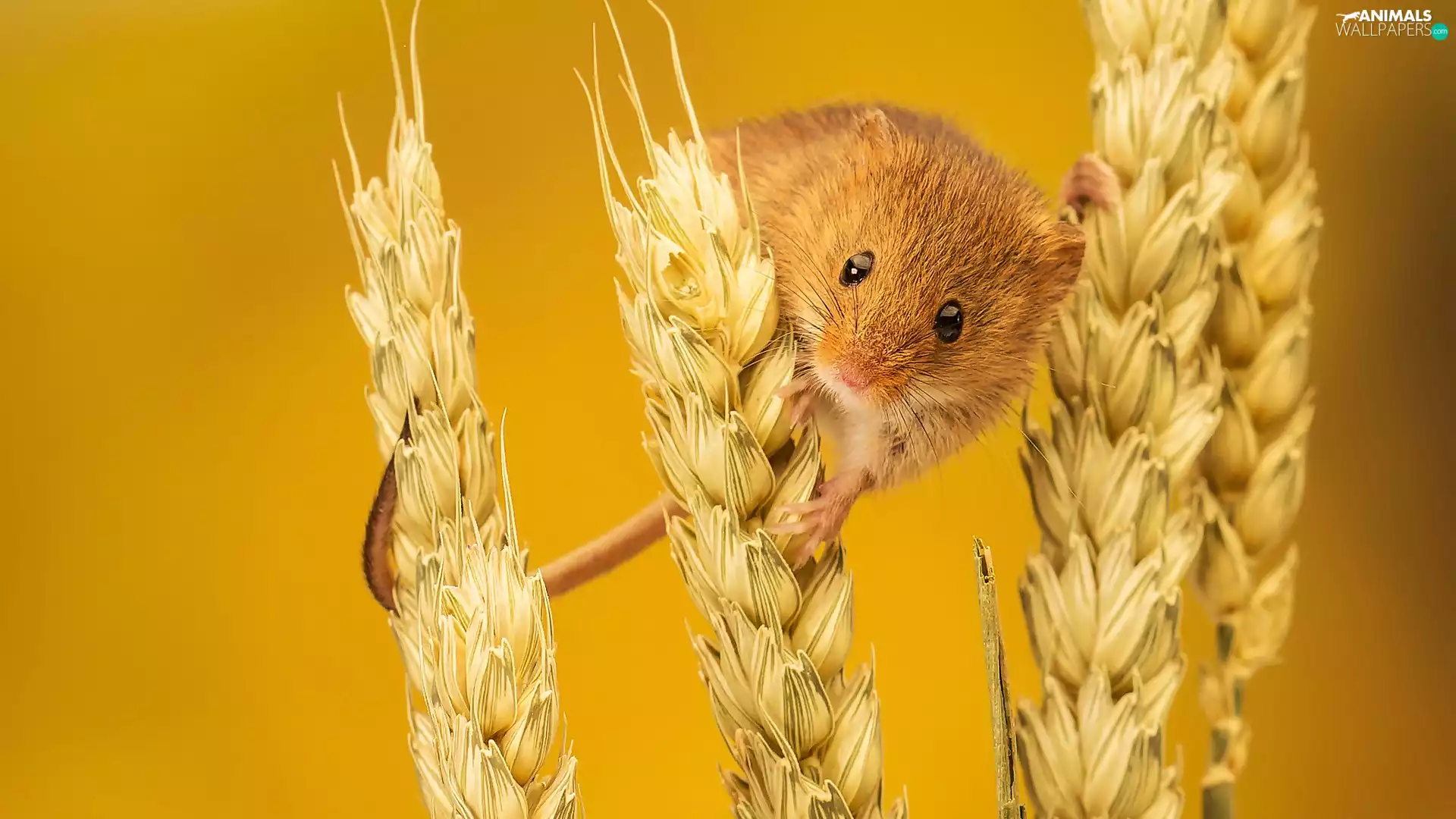 mouse, Ears, corn, mouse