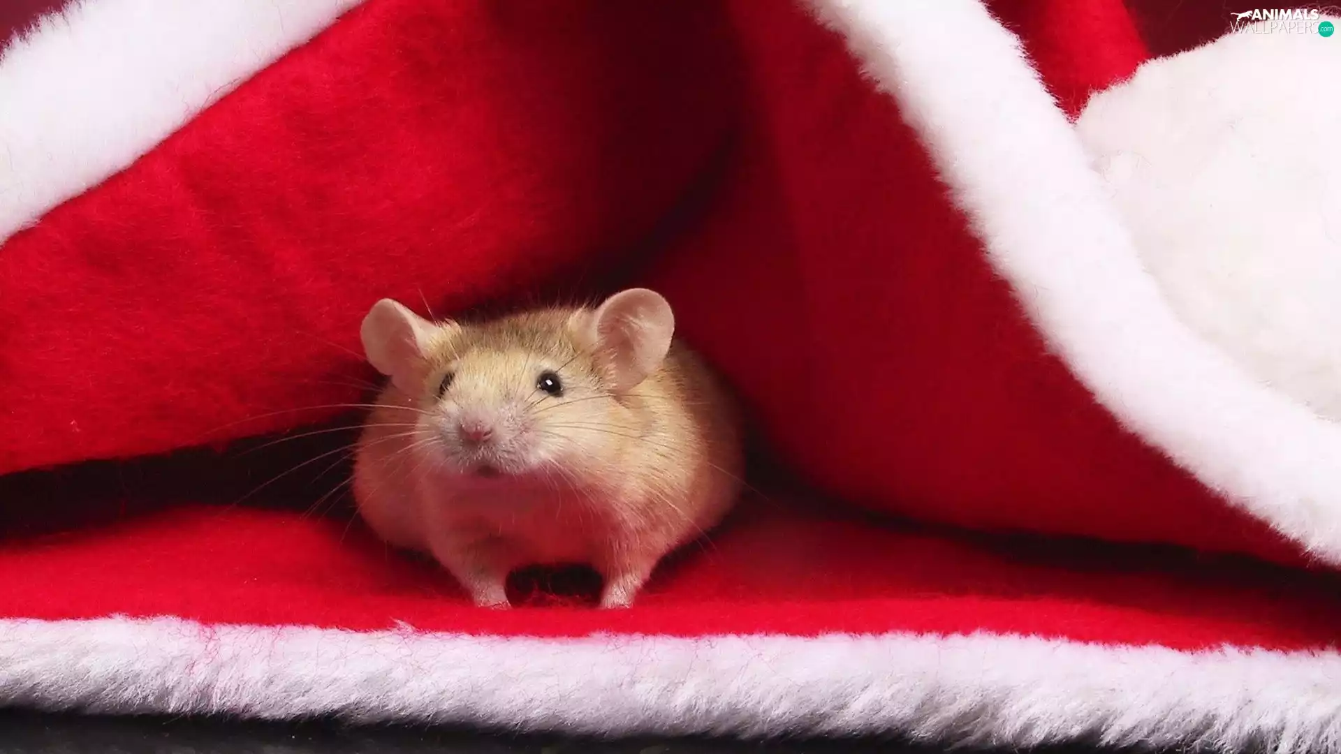 mouse, Cap, Nicholas, ##