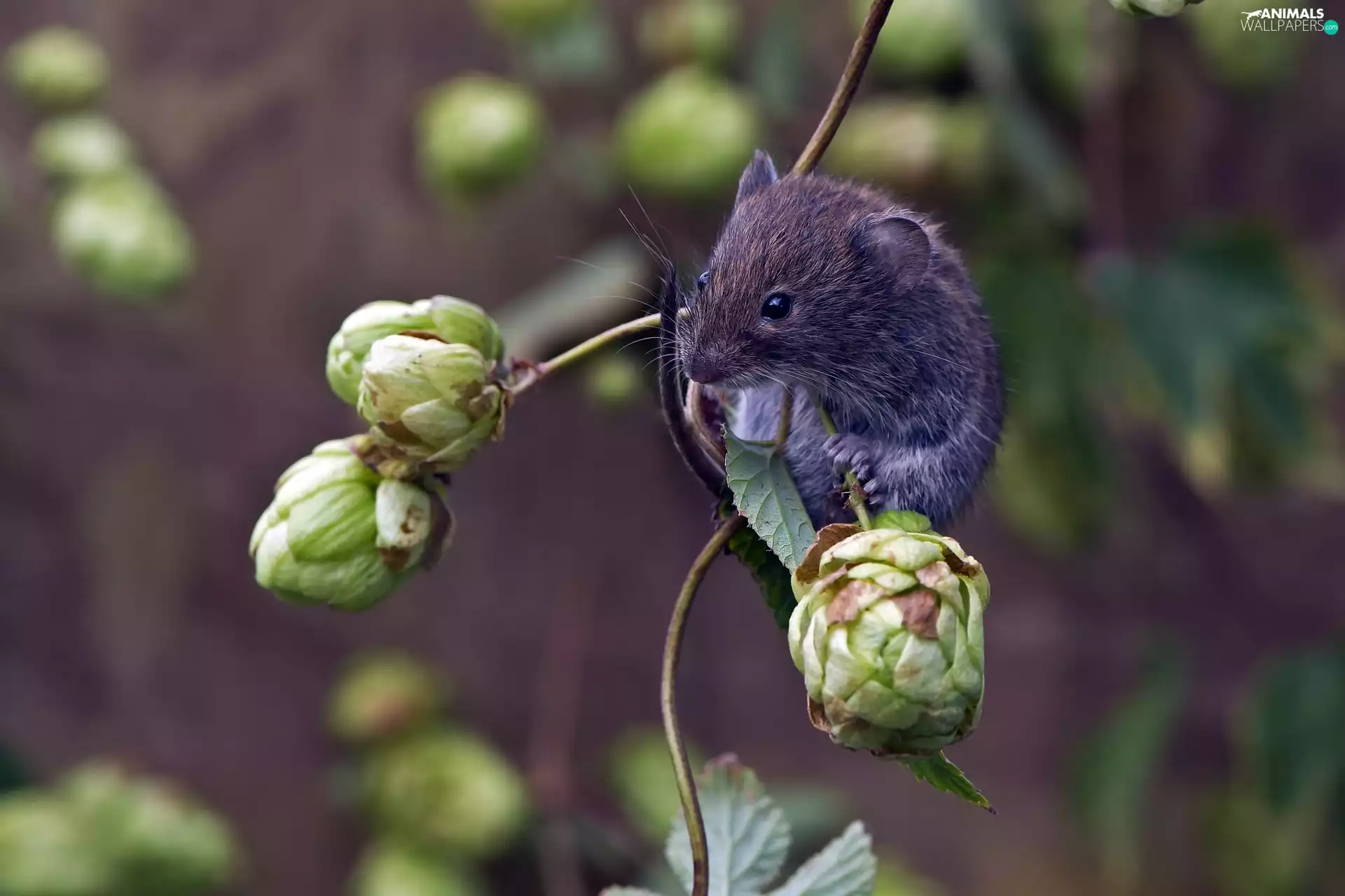 small, cones, hop, mouse