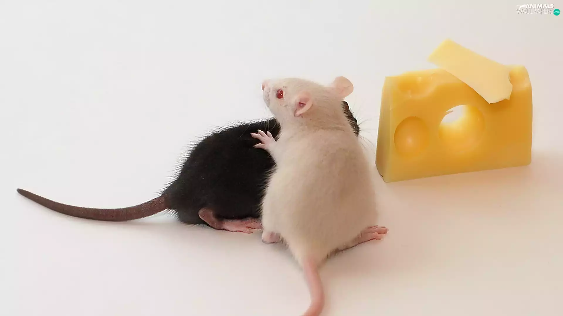 Two, Yellow, cheese, mouse
