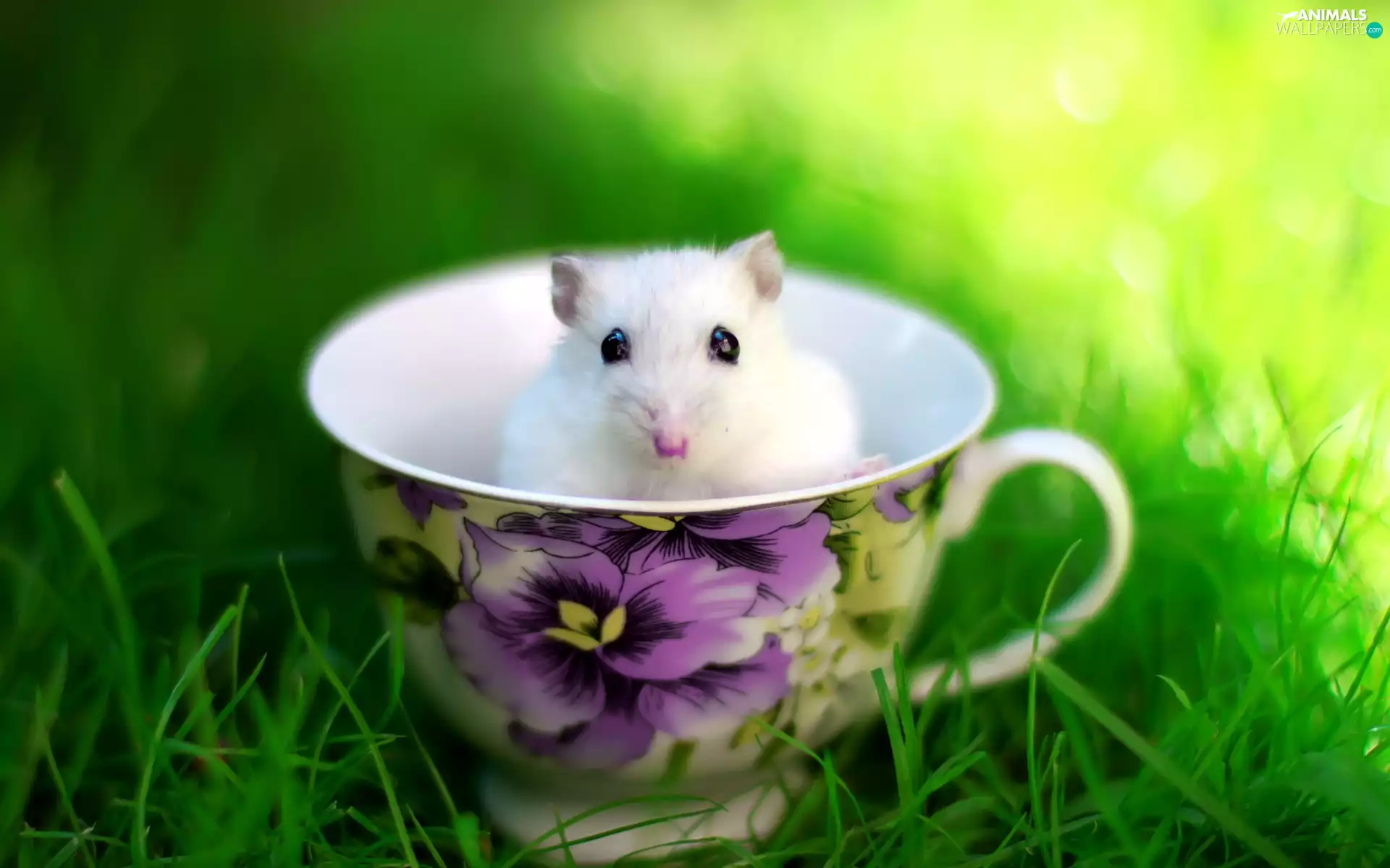 White, cup, grass, mouse