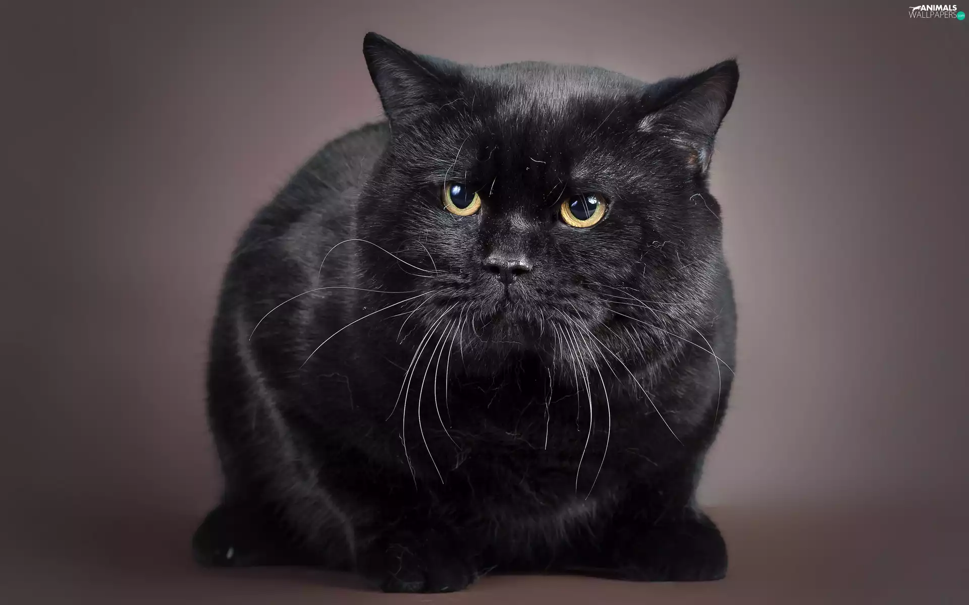 Eyes, moustache, cat, Yellow, Black