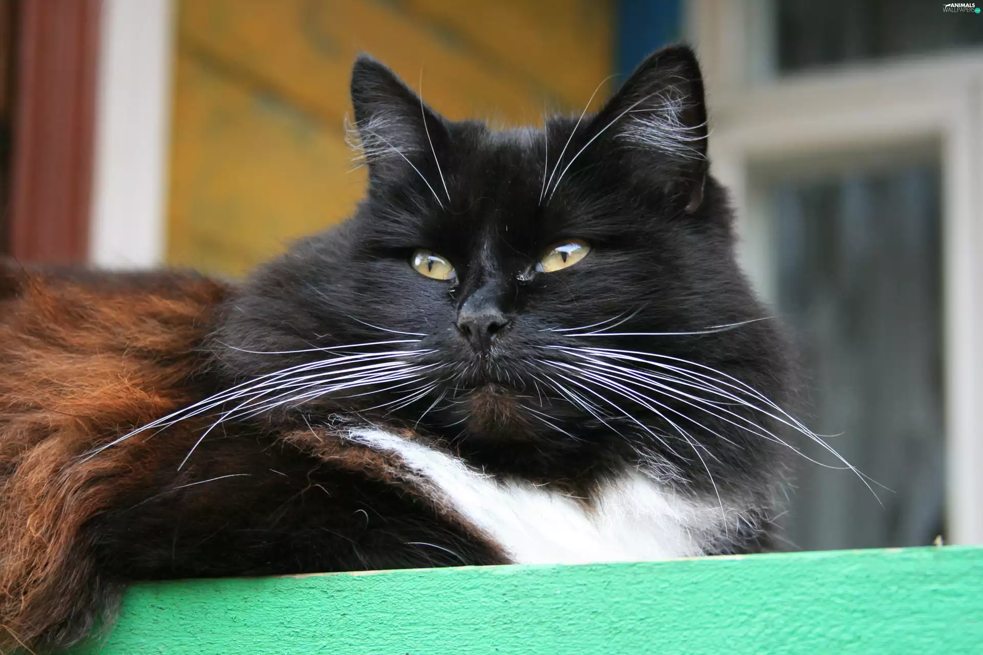moustache, Black, cat