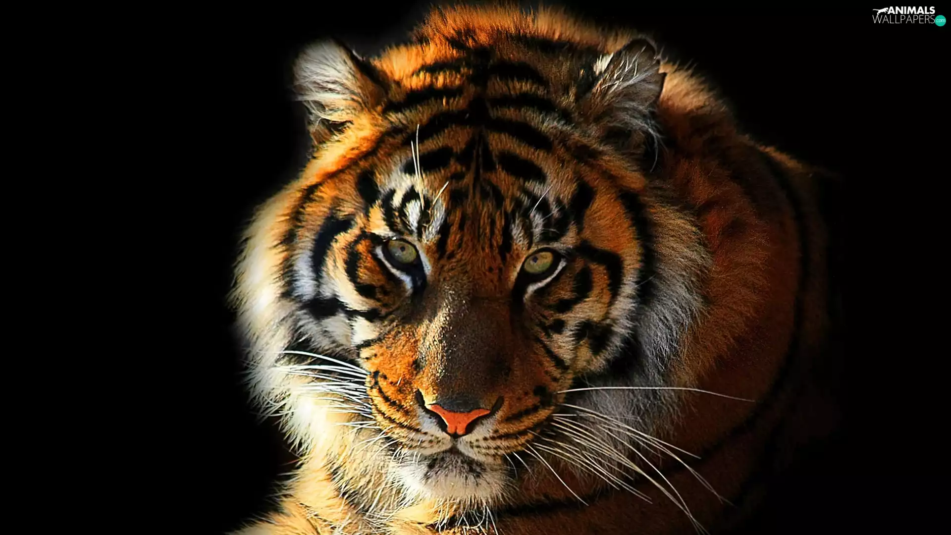 moustache, tiger, cat