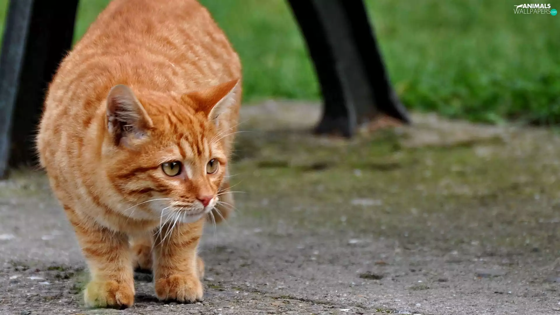 moustache, kitten, ears