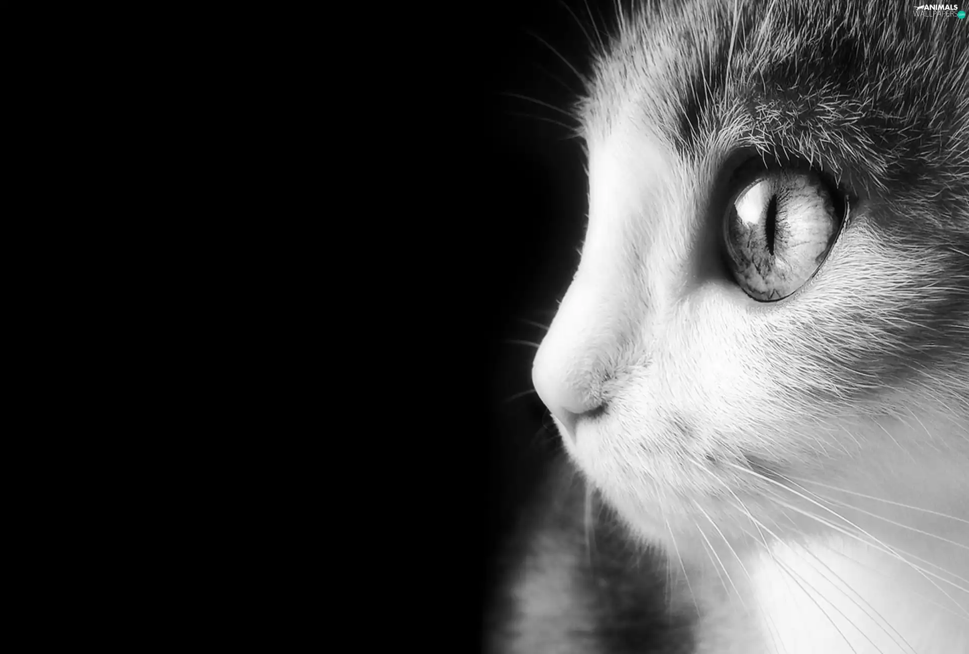 moustache, cat, Eyes