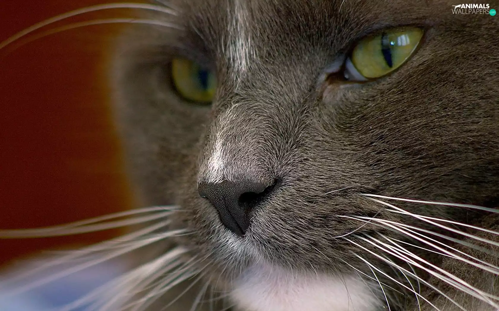 moustache, cat, Eyes
