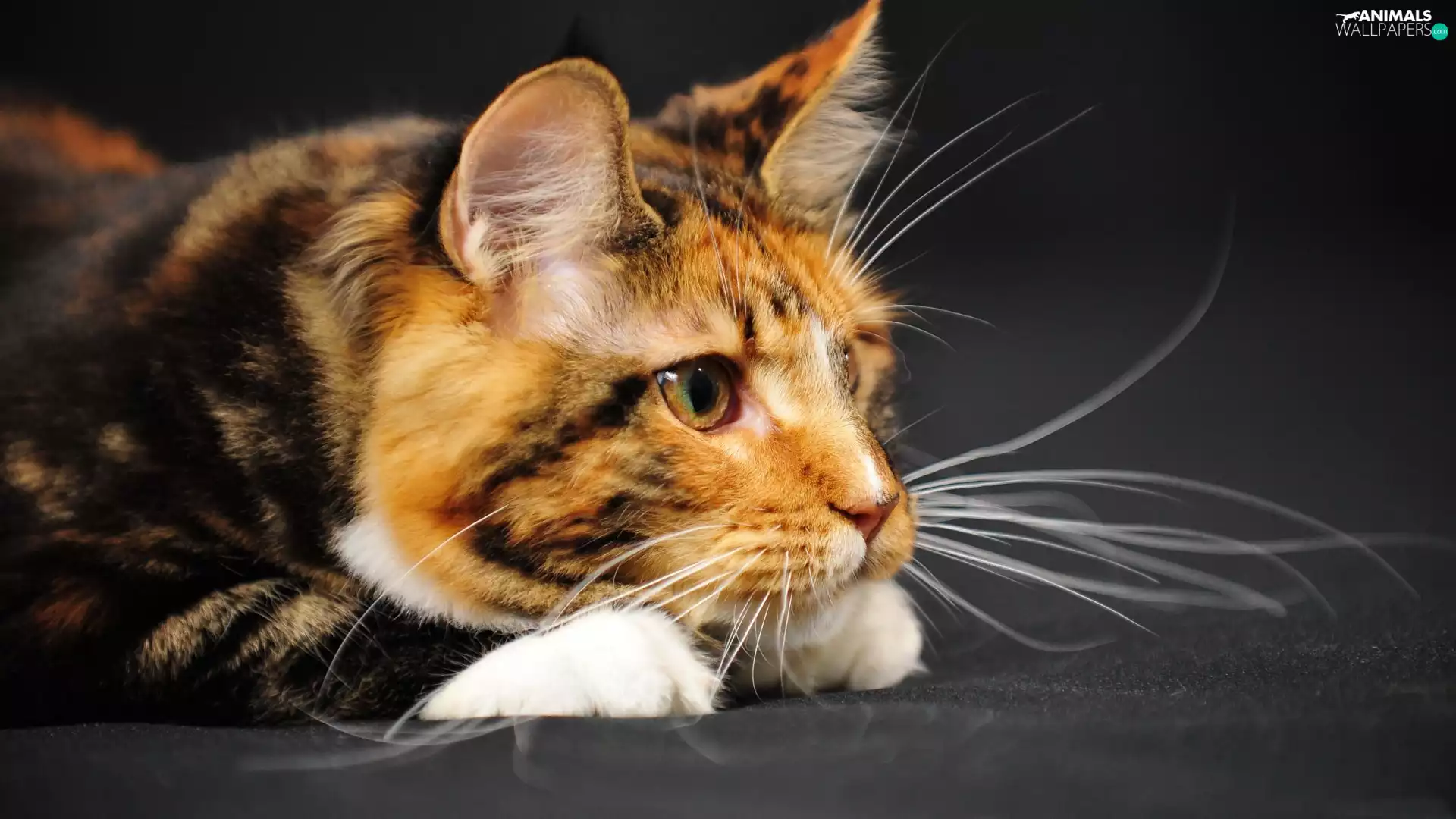 moustache, cat, Head