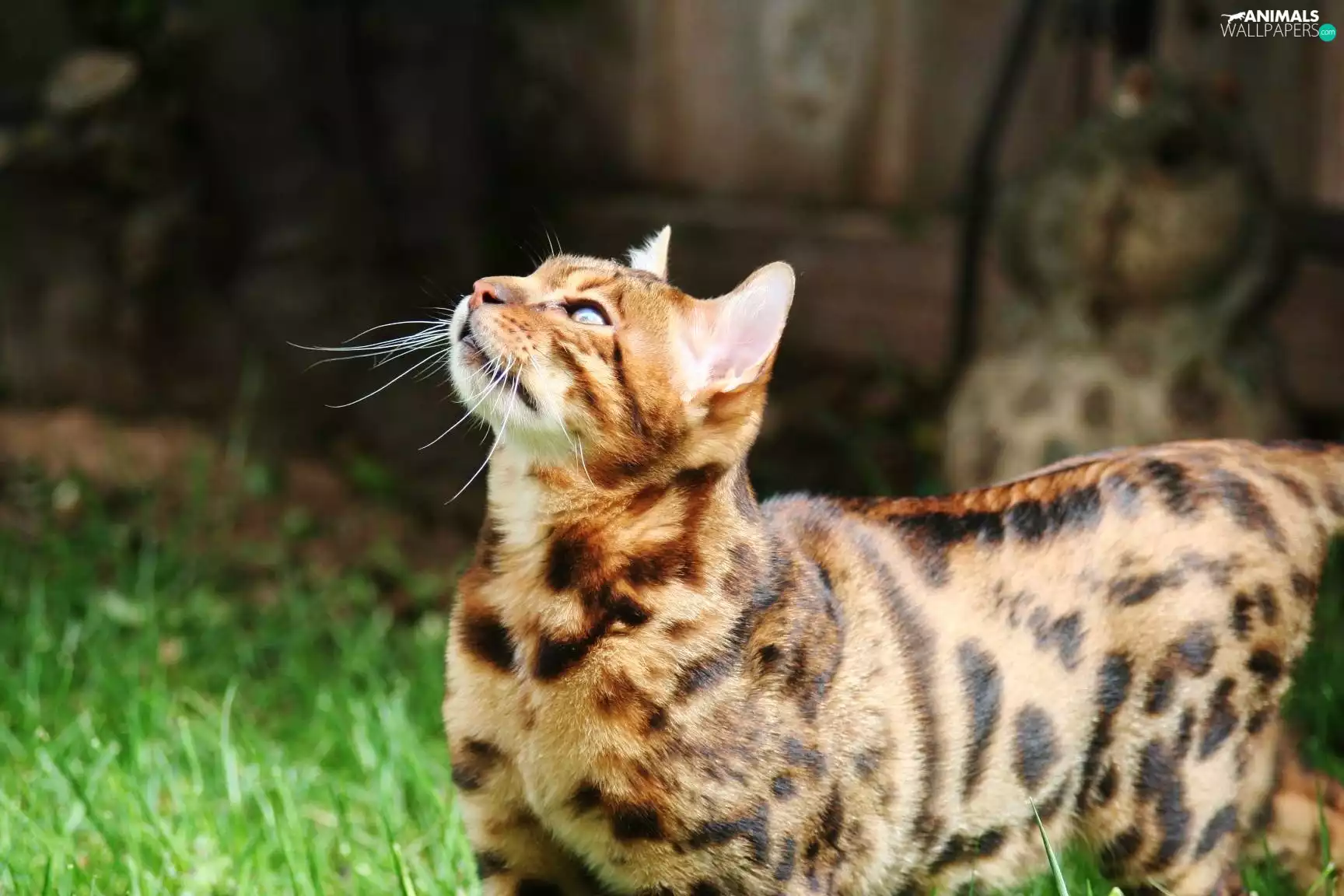 moustache, cat, Head