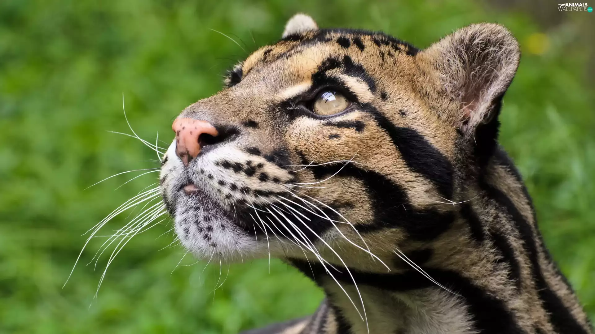 moustache, ocelot, Head