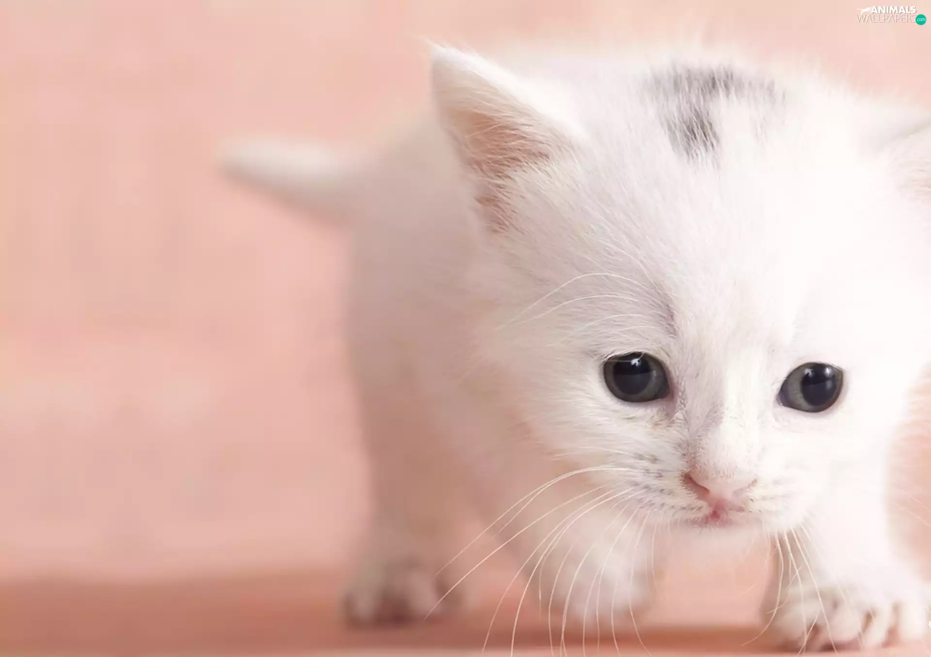 Eyes, moustache, honeyed, kitten, small