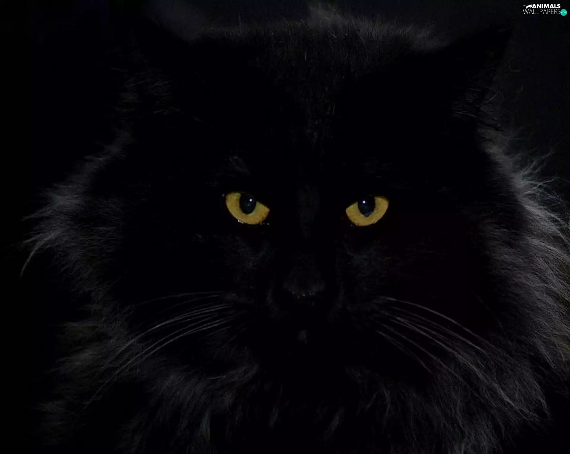 moustache, Black, persian