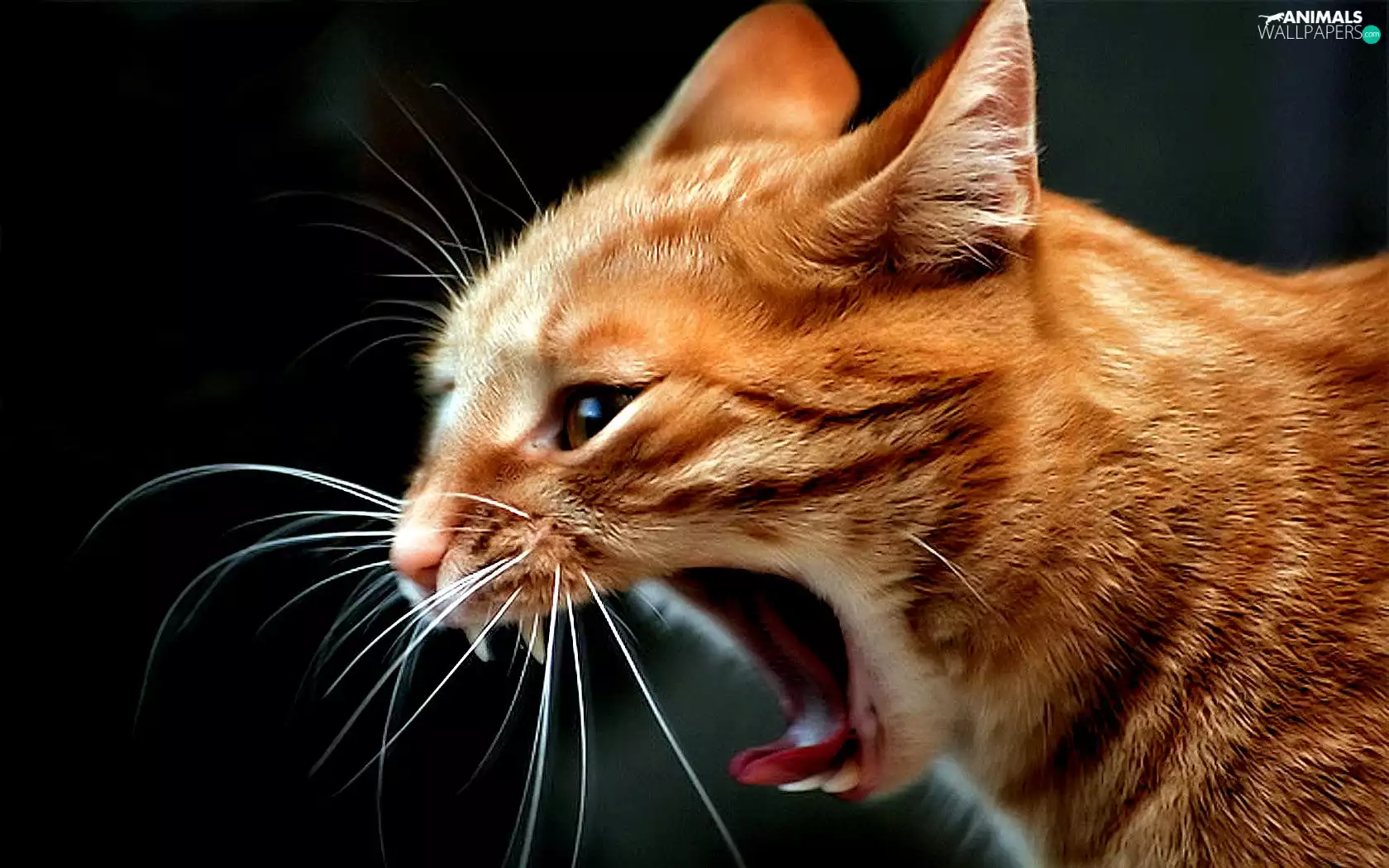 moustache, cat, Teeth