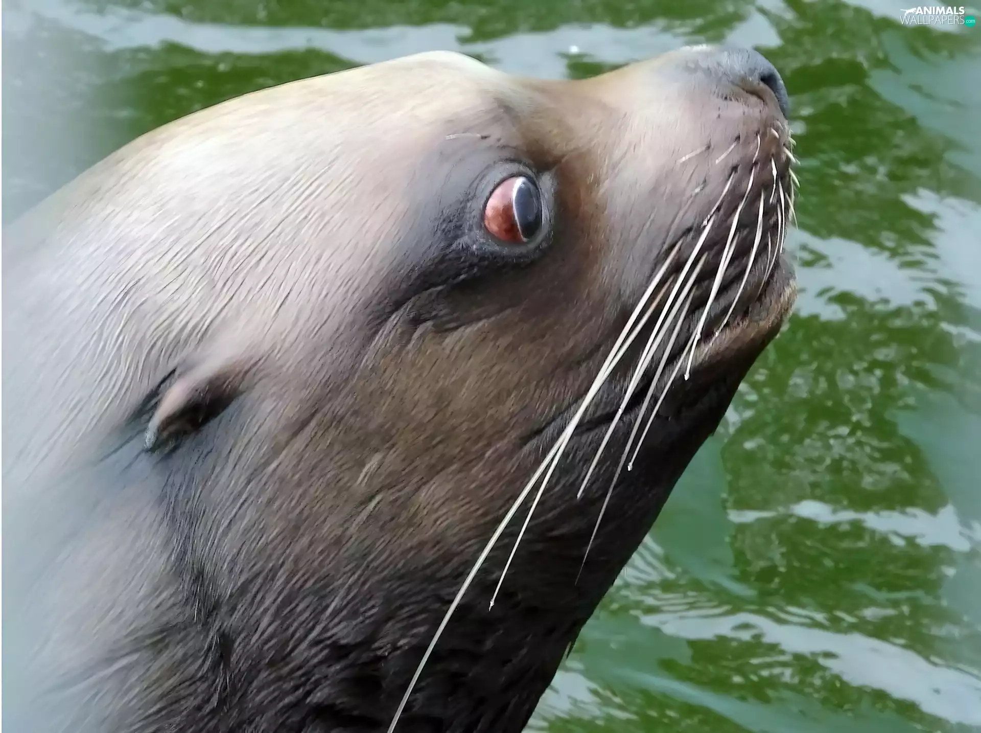 moustache, seal, White