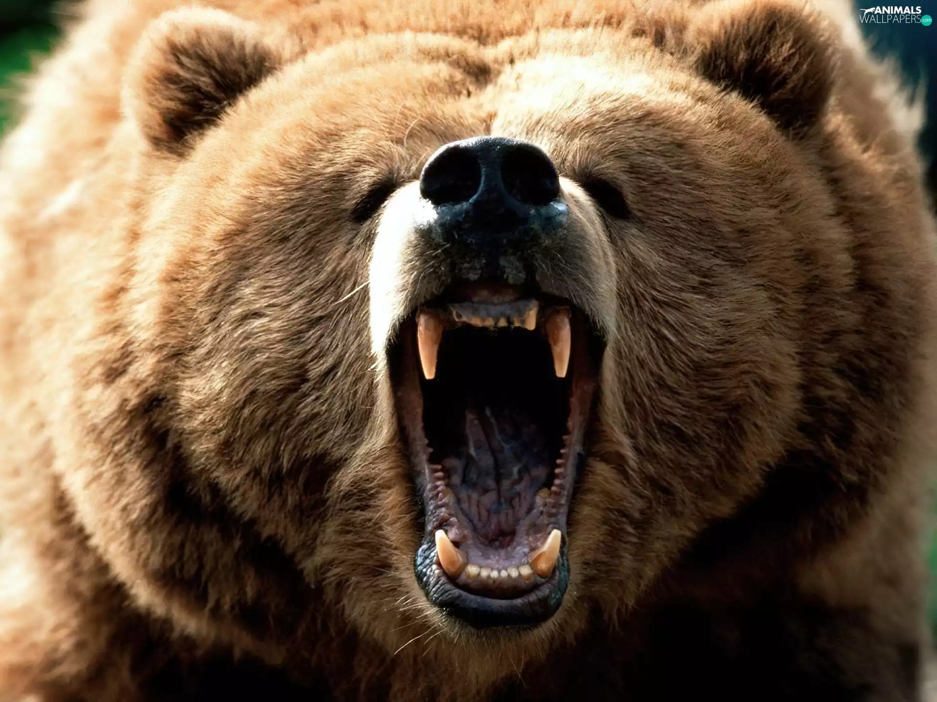 mouth, bear