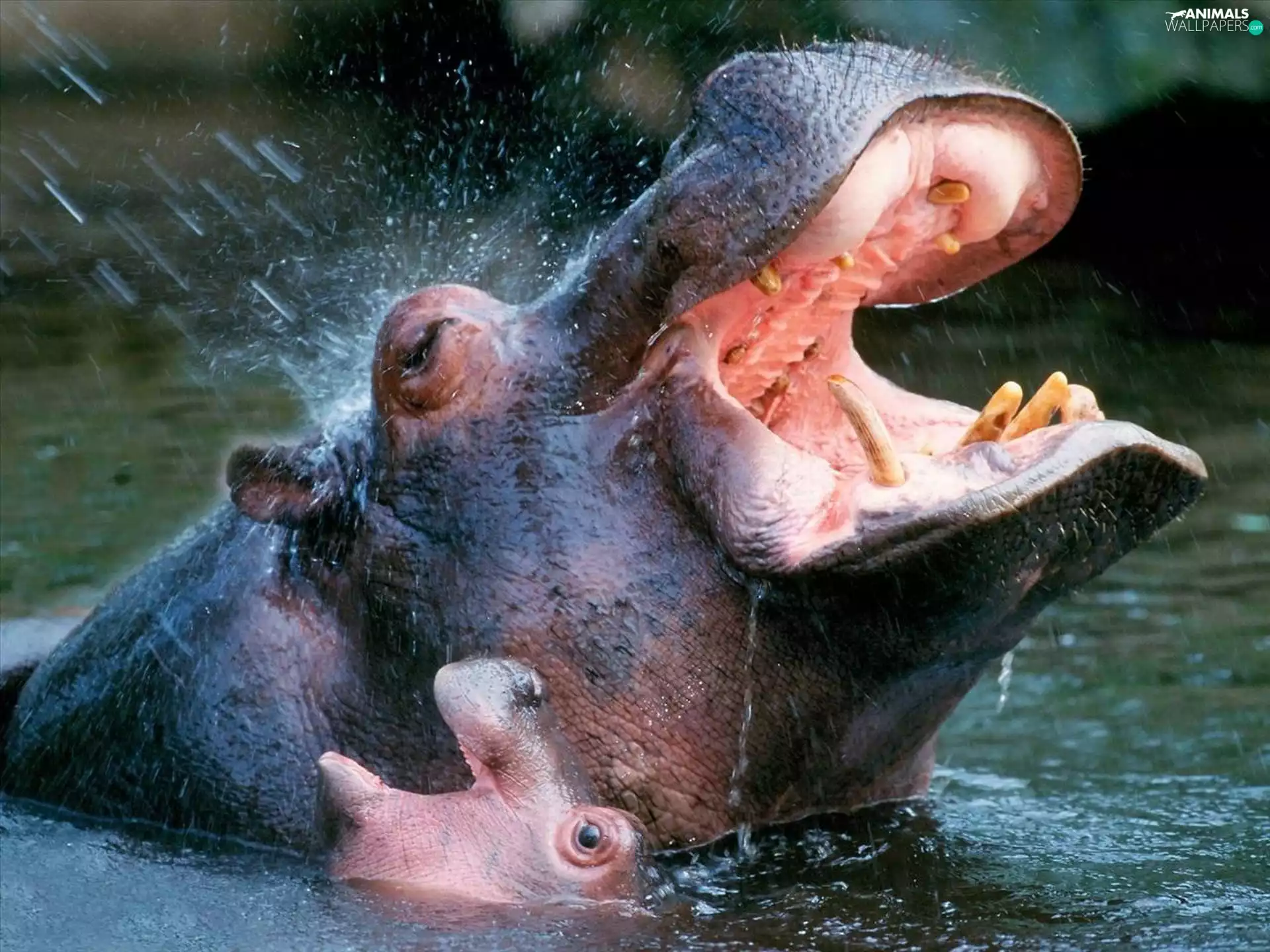 mouth, hippos, canines