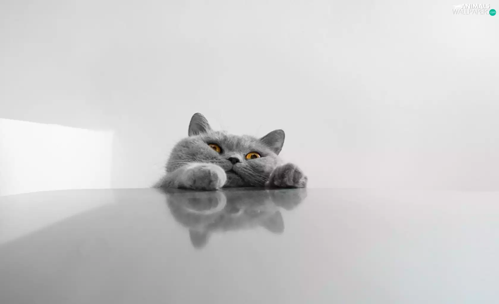 cat, paws, blade, mouth