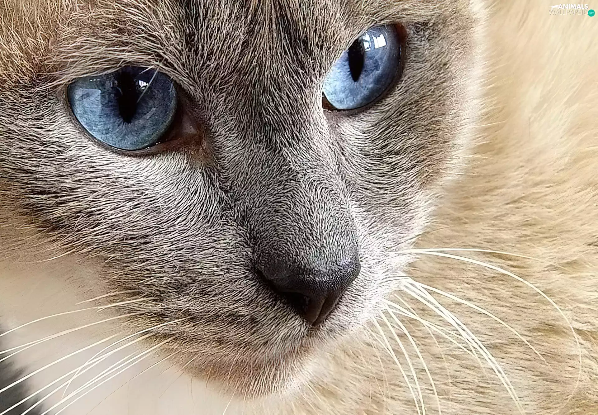 cat, Blue, Eyes, mouth