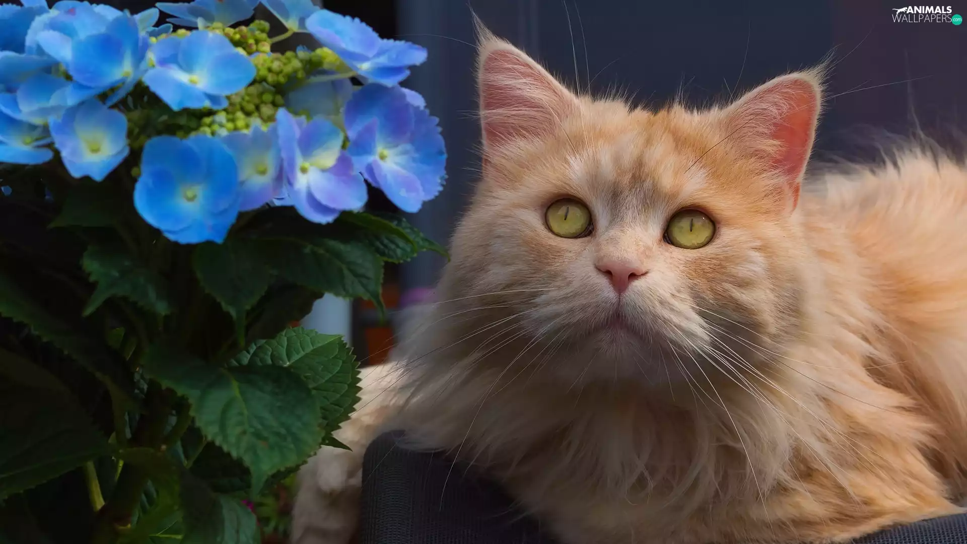 cat, Flowers, hydrangea, mouth